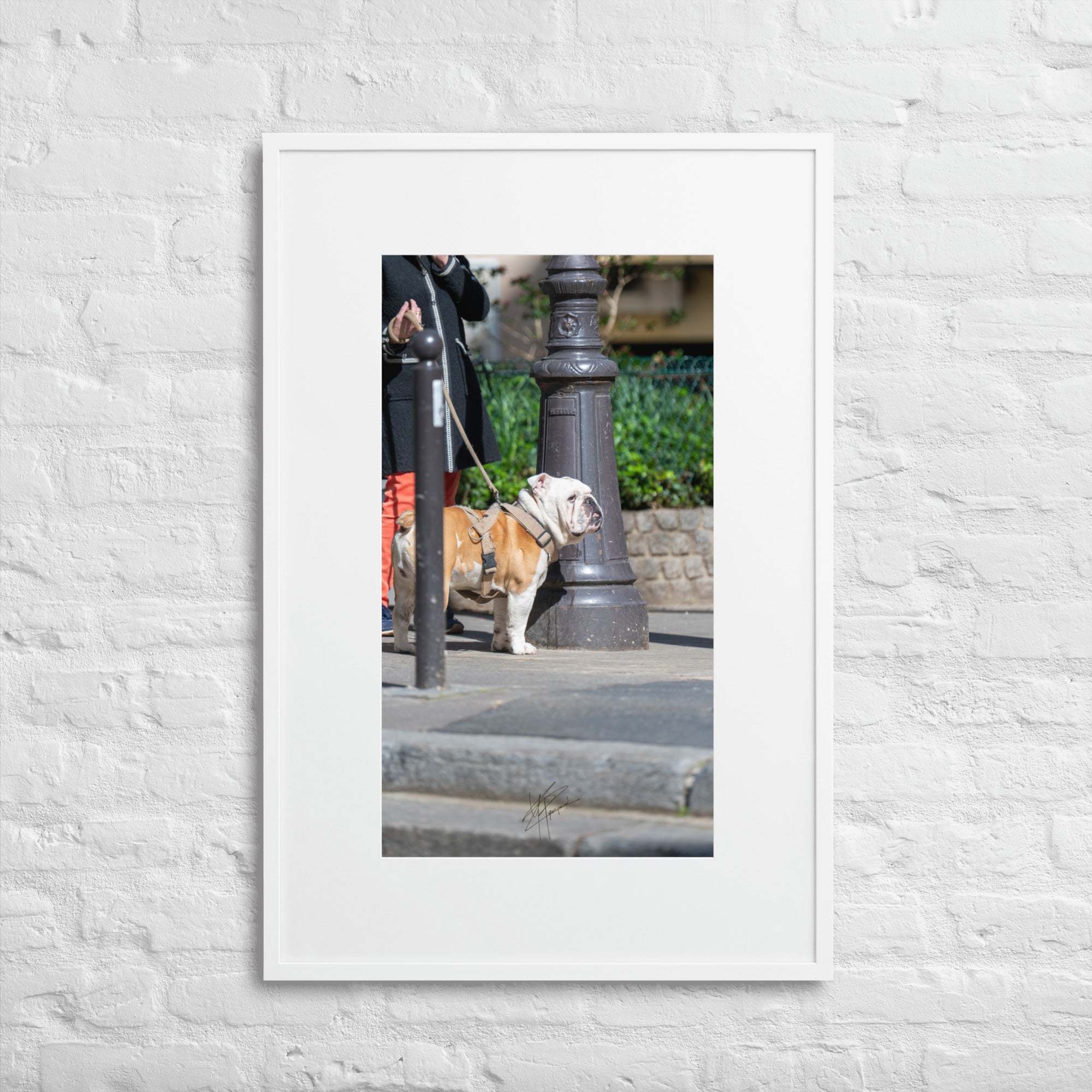 Photographie d'un Bulldog Anglais en promenade avec sa propriétaire, évoquant une scène chaleureuse et un lien profond entre l'homme et le chien.