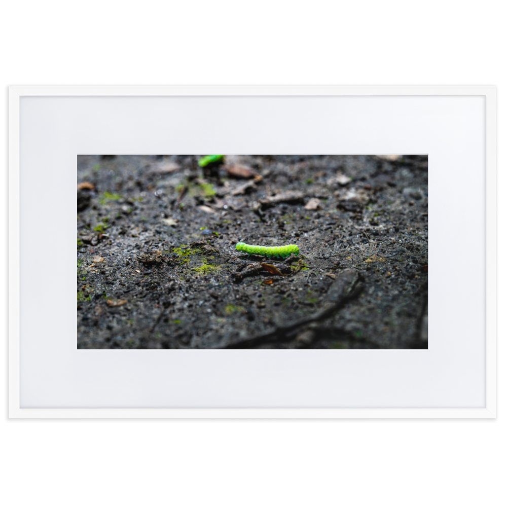 Photographie de poster unique mettant en vedette une chenille verte vibrant sur un arrière-plan doux et naturel.