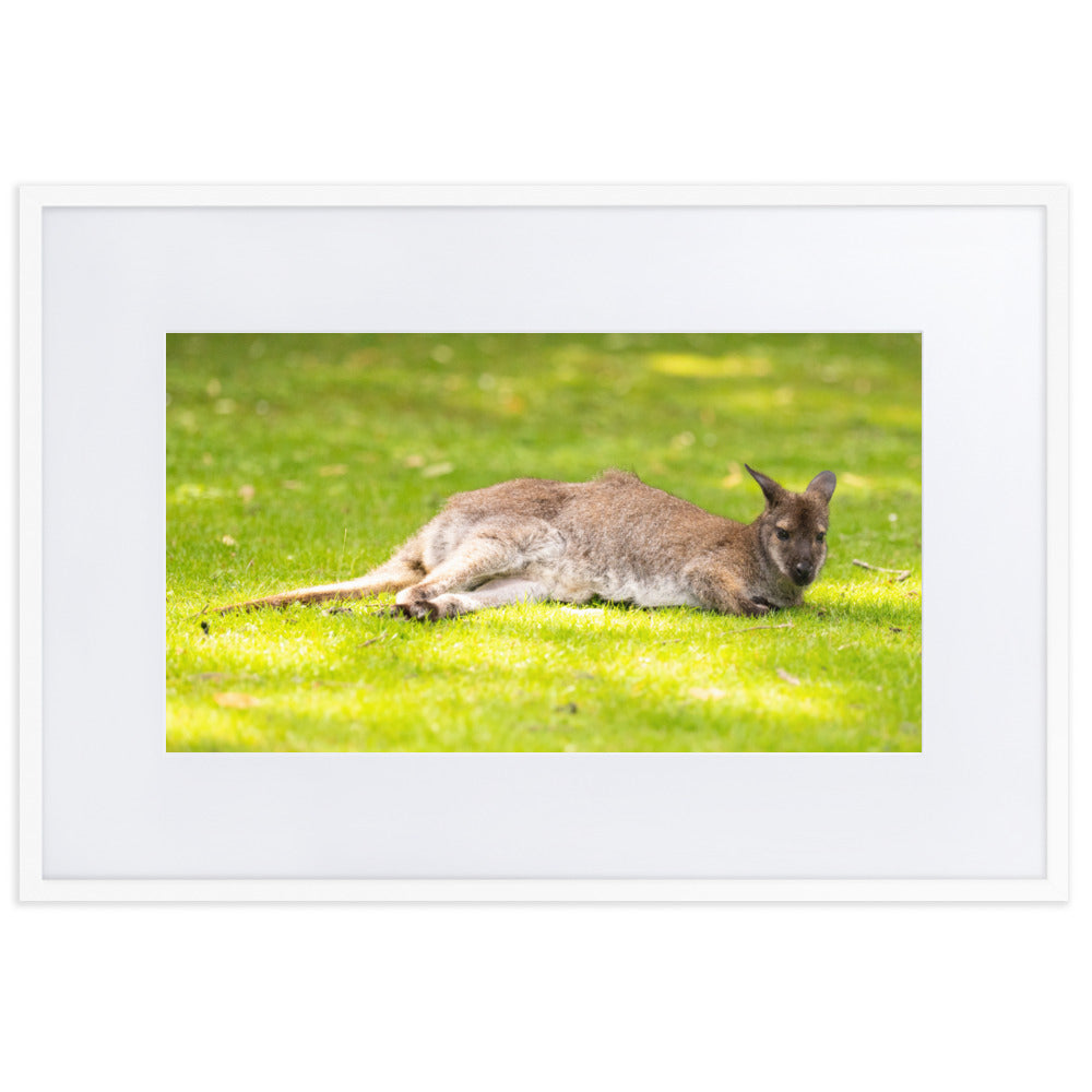 Poster animalier mettant en vedette un wallaby de Bennett reposant paisiblement dans son environnement naturel.