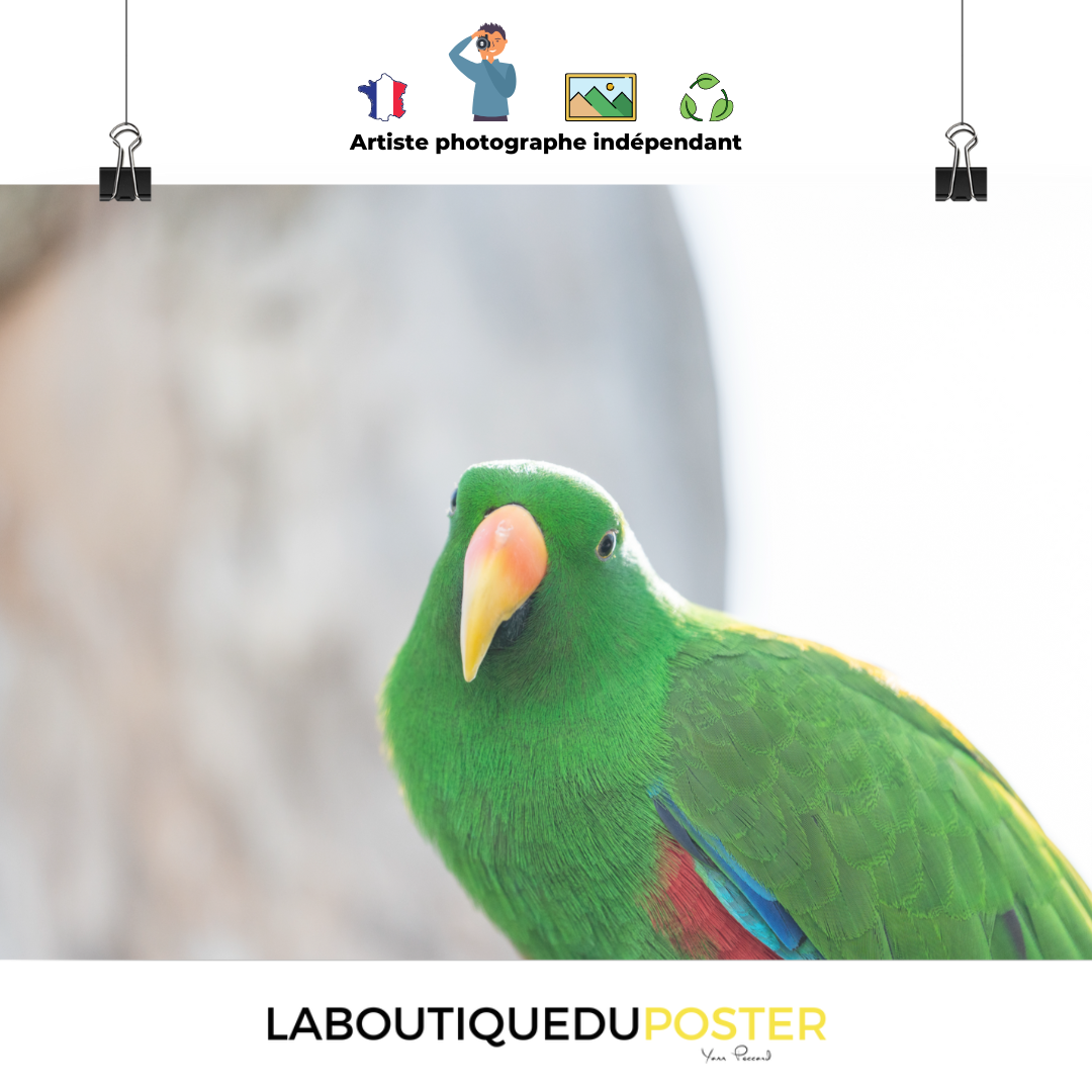 Poster mural - Grand Eclectus N02 – Photographie d'oiseau – Poster photo, poster XXL, Photo d’art, photographie murale et des posters muraux des photographies de rue unique au monde. La boutique de posters créée par un Photographe français.