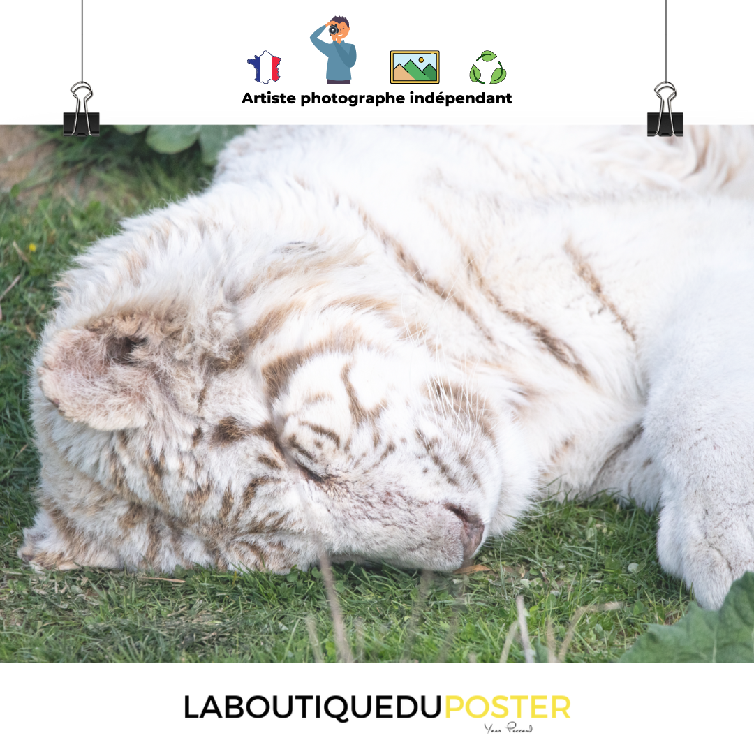 Poster mural - Tigre Blanc N02 – Photographie d'animal sauvage – Poster photo, poster XXL, photographie murale et des posters muraux unique au monde. La boutique de posters créée par Yann Peccard un Photographe français.