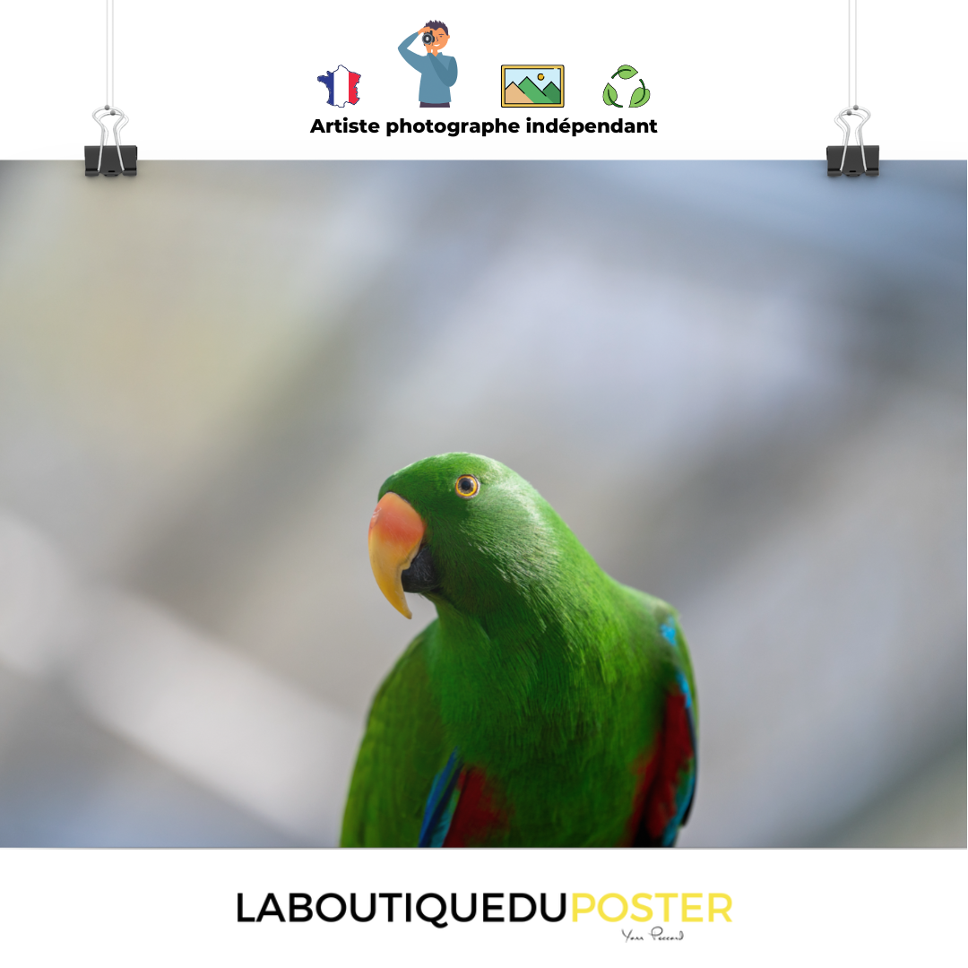 Poster mural - Grand Eclectus N01 – Photographie d'oiseau – Poster photo, poster XXL, Photo d’art, photographie murale et des posters muraux des photographies de rue unique au monde. La boutique de posters créée par un Photographe français.