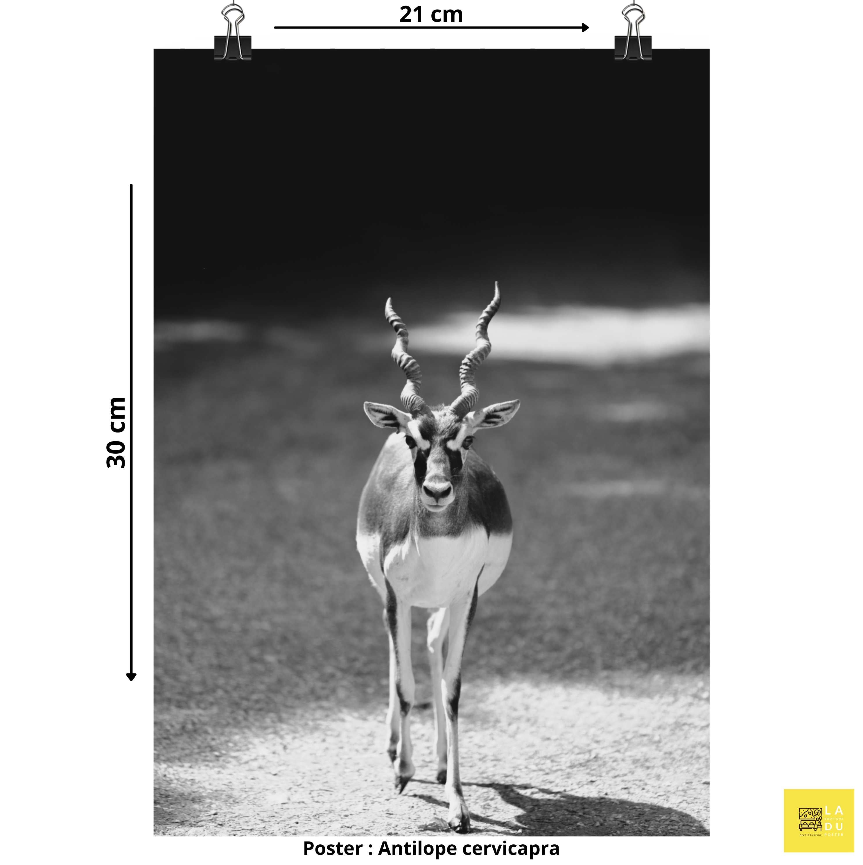 Antilope cervicapra - Poster - La boutique du poster Français