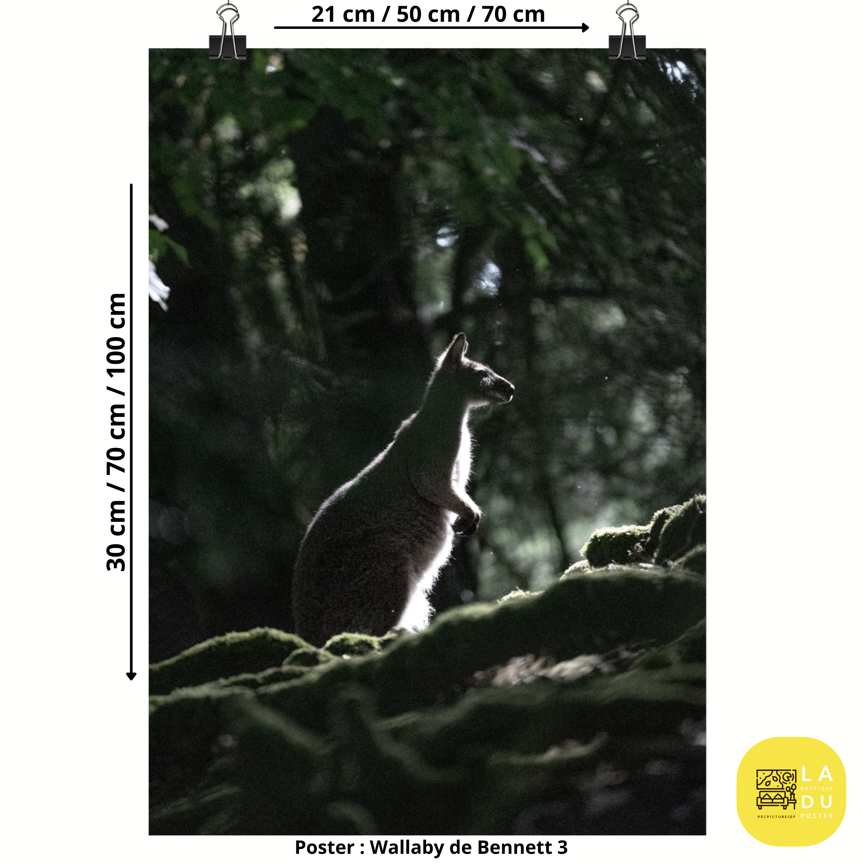 Poster mural - Wallaby de Bennett N03 – Photographie animal – Poster photographie, photographie murale et des posters muraux unique au monde. La boutique de posters créée par Yann Peccard un Photographe français.