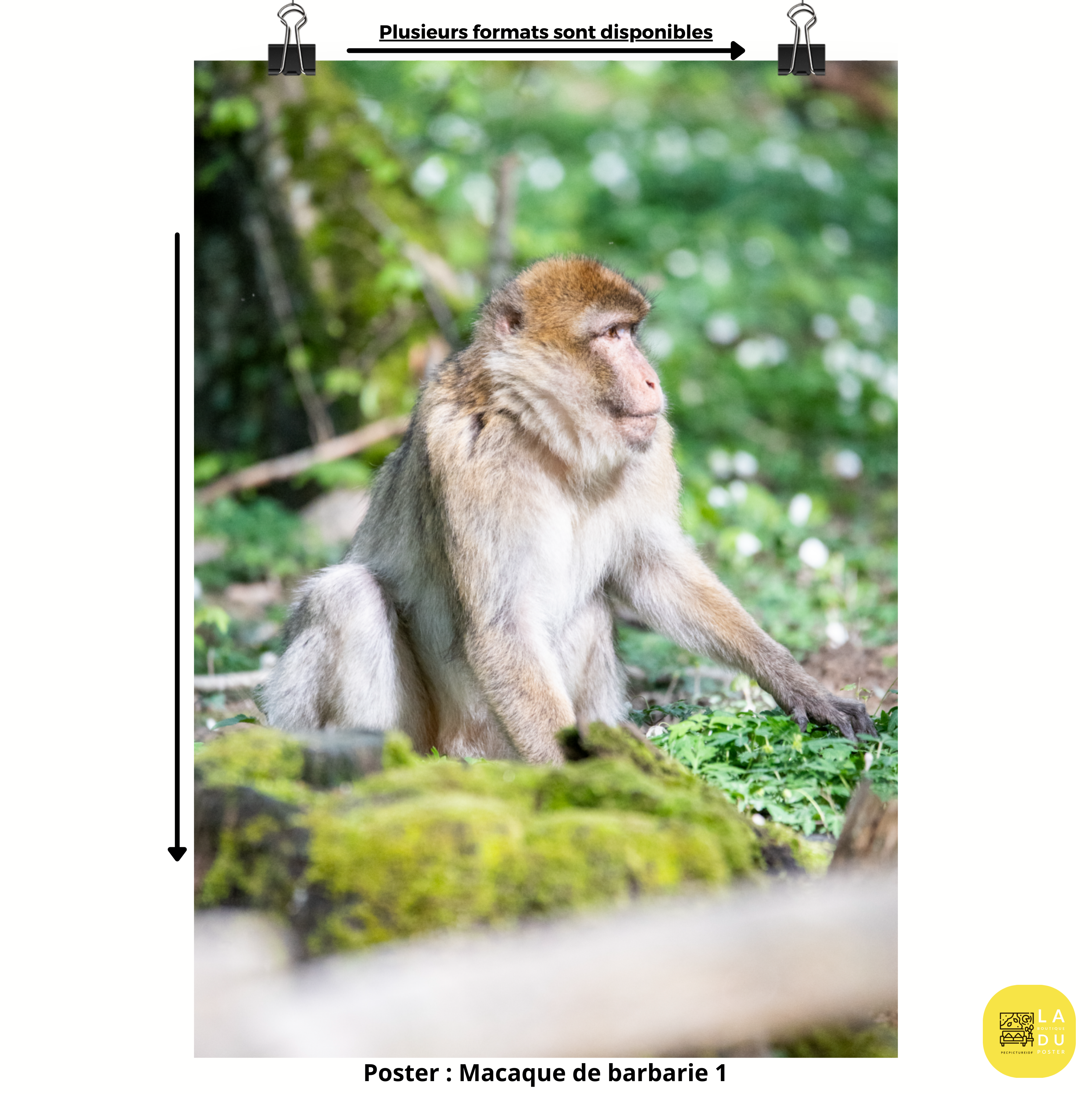 Poster mural - Macaque de barbarie N01 – Photographie d'animal – Poster photo, poster XXL, Photo d’art, photographie murale et des posters muraux des photographies de rue unique au monde. La boutique de posters créée par un Photographe français.