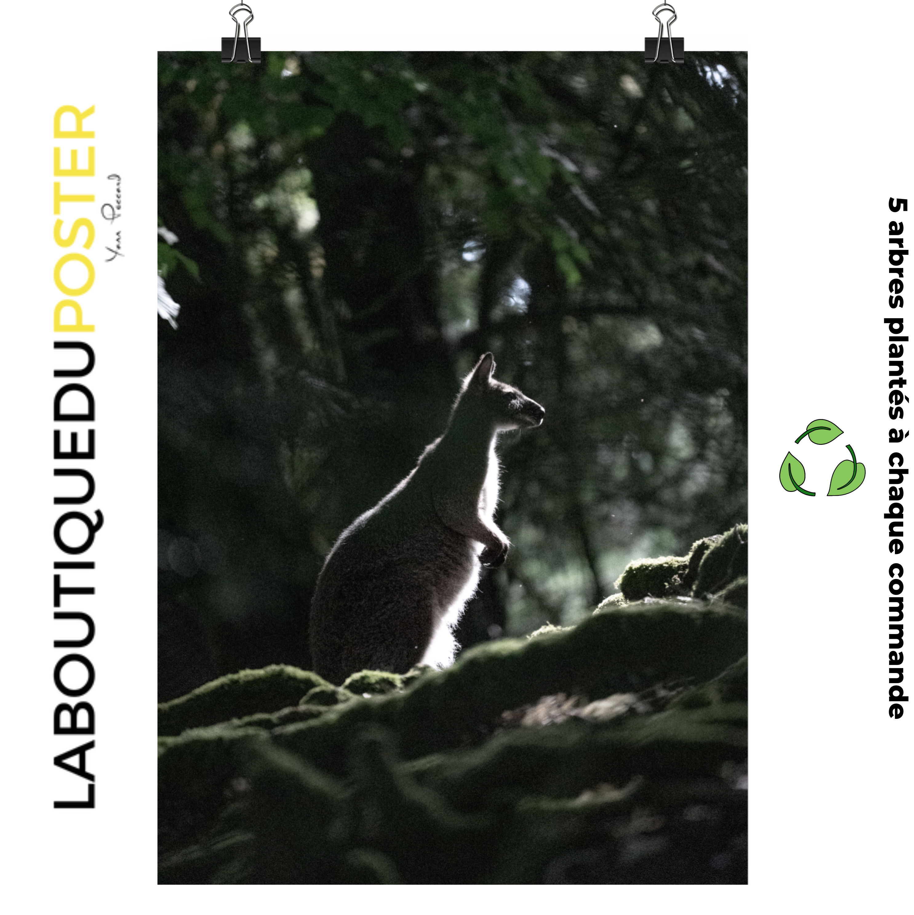 Poster mural - Wallaby de Bennett N03 – Photographie animal – Poster photographie, photographie murale et des posters muraux unique au monde. La boutique de posters créée par Yann Peccard un Photographe français.