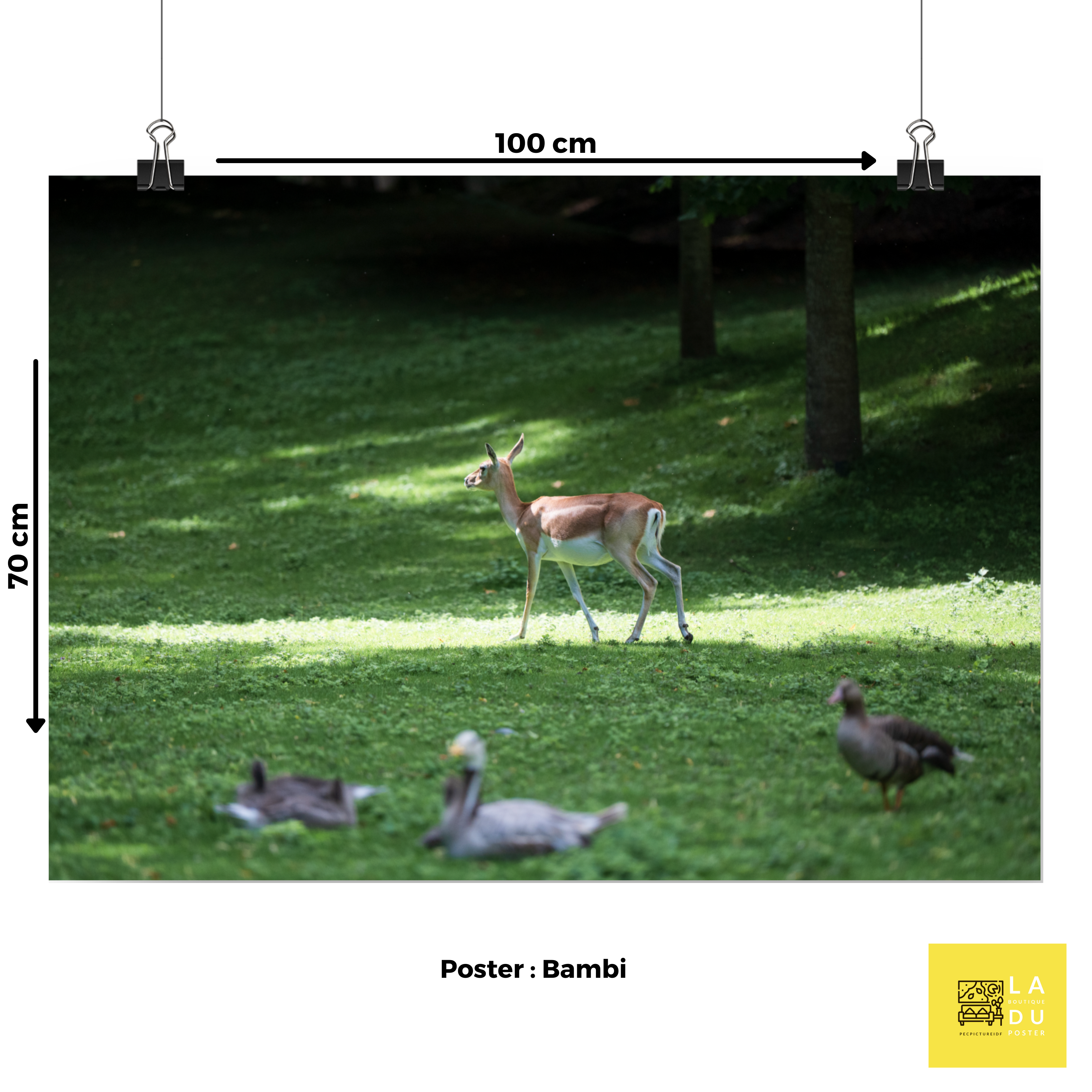 Antilope cervicapre N01- Poster - La boutique du poster Français