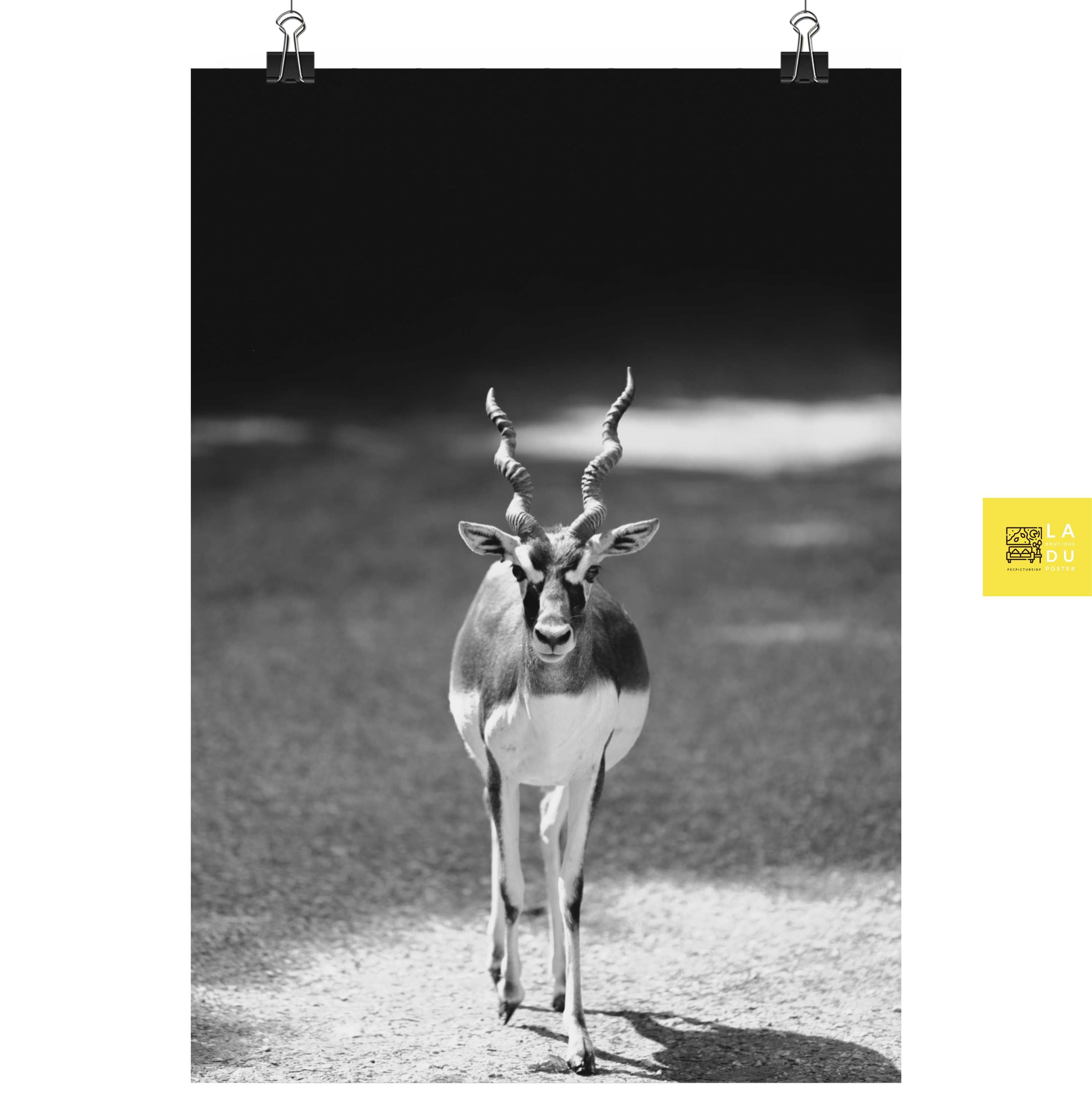 Antilope cervicapra - Poster - La boutique du poster Français