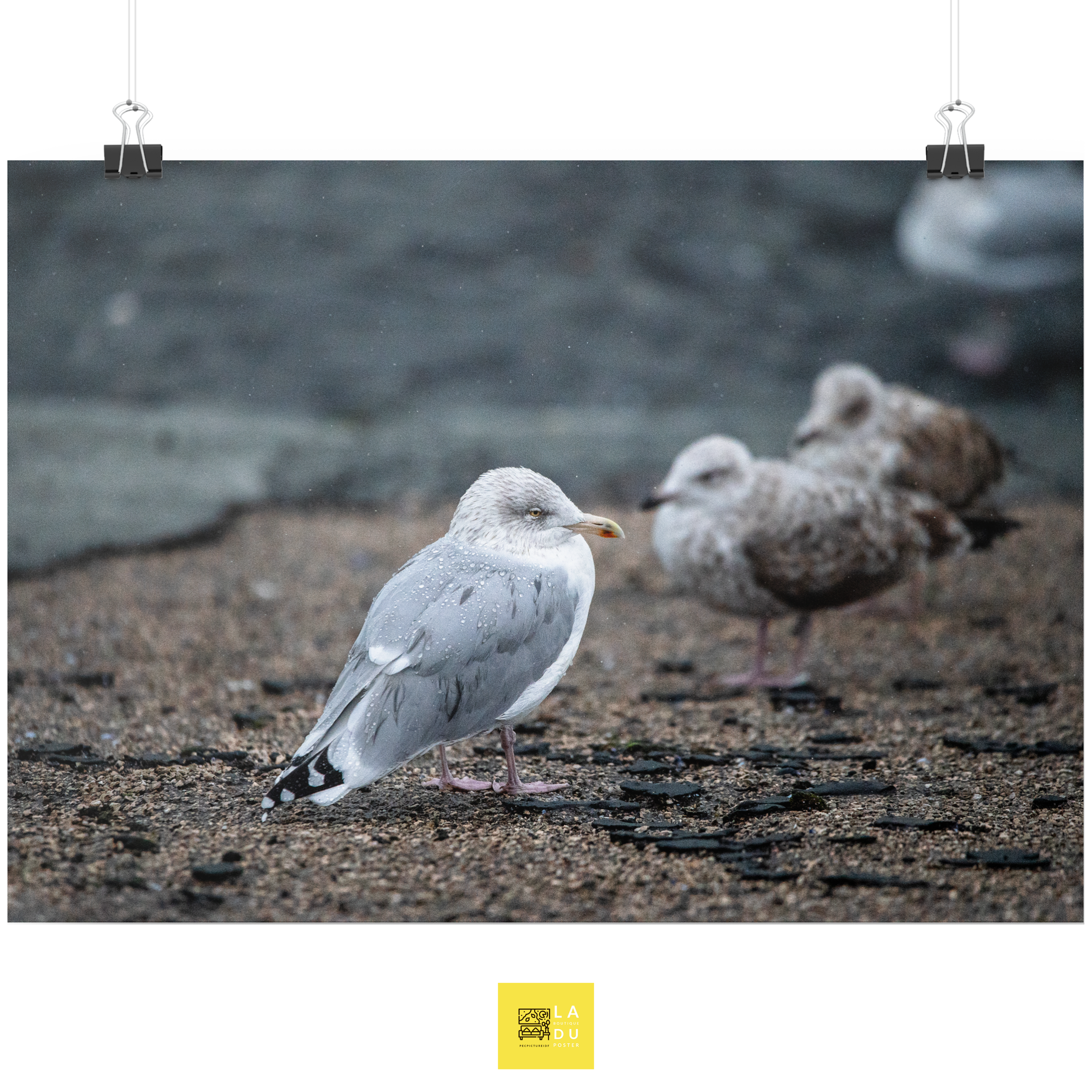 La mouette - Poster - La boutique du poster Français