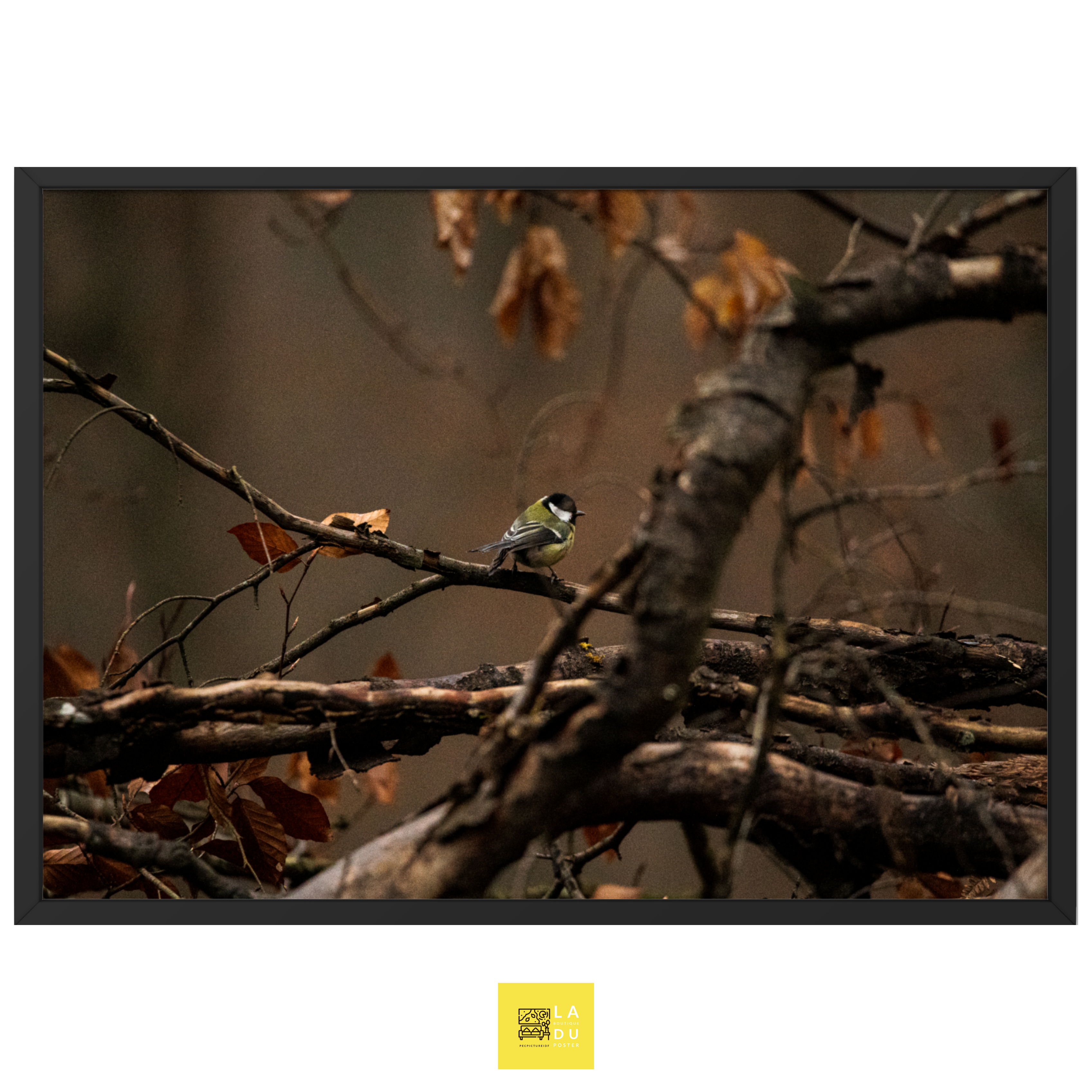 Le mésange charbonnière - Poster encadré - La boutique du poster Français