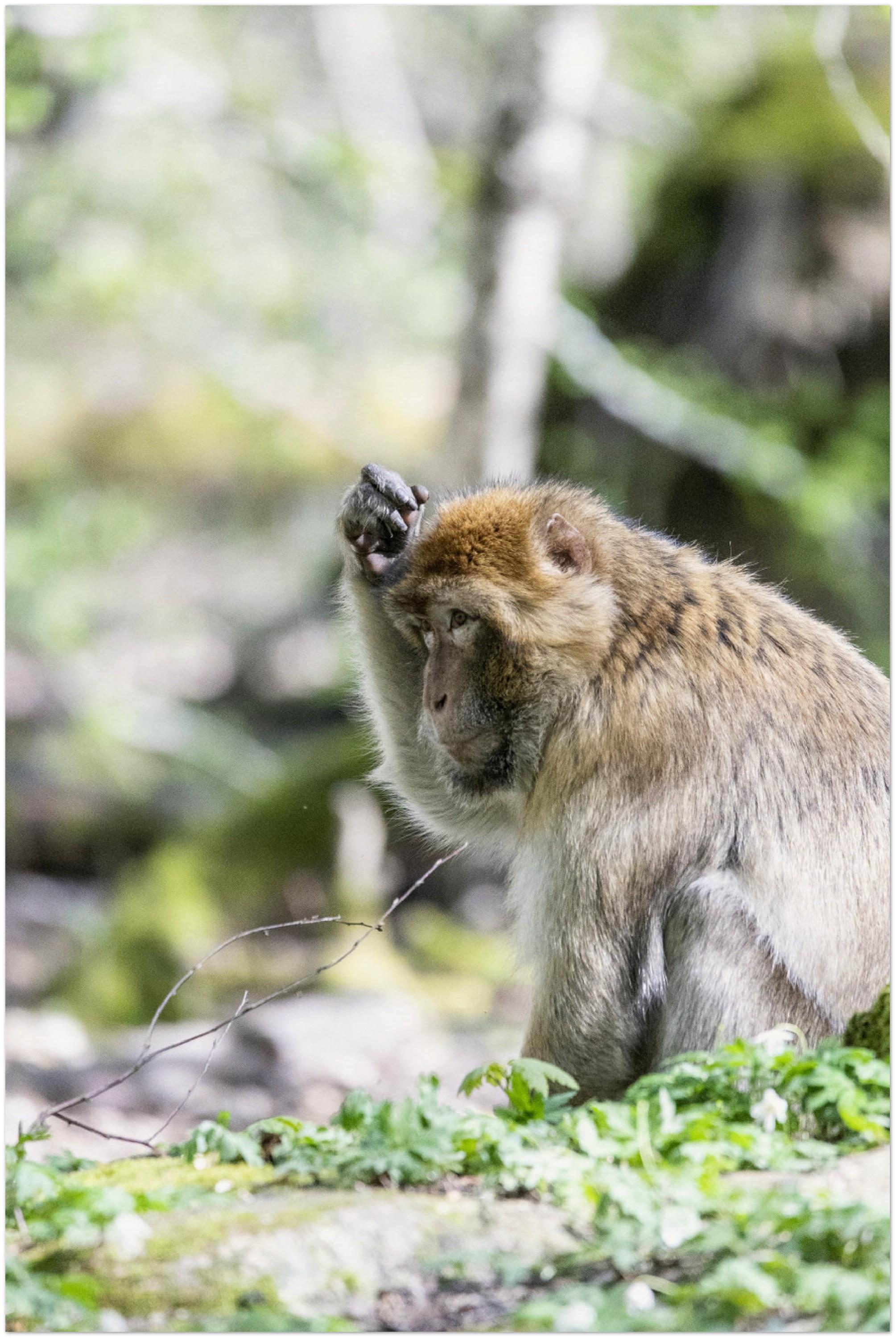 Poster - Macaque de barbarie N02 – Animal sauvage – Décoration murale pas cher à partir de 24,99€ , Poster photo, poster XXL, Photo d’art, photographie murale, Posters muraux unique au monde. La boutique de posters créée par un Photographe français.