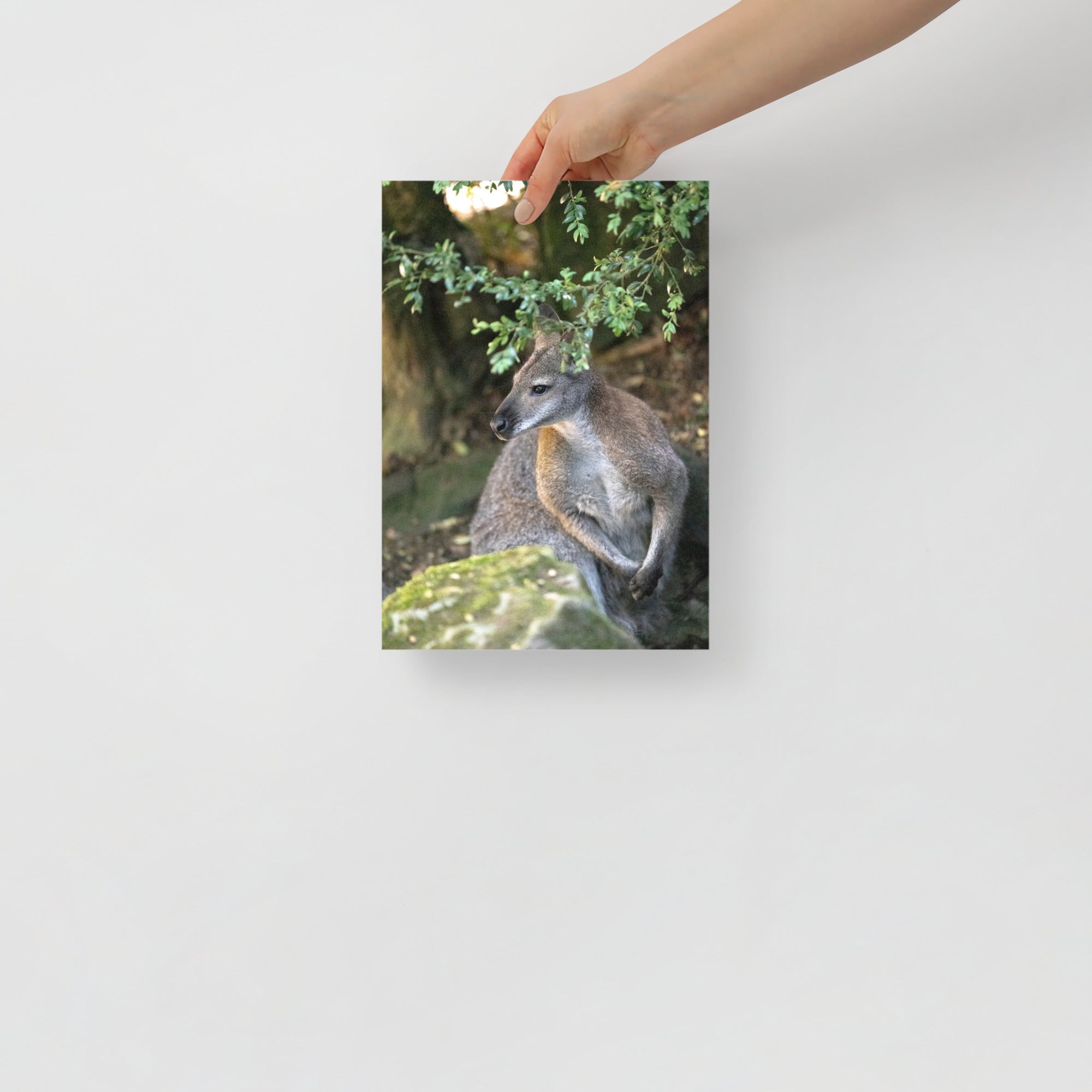 Poster mural - Wallaby de Bennett N02 – Photographie animal – Poster photographie, photographie murale et des posters muraux unique au monde. La boutique de posters créée par Yann Peccard un Photographe français.