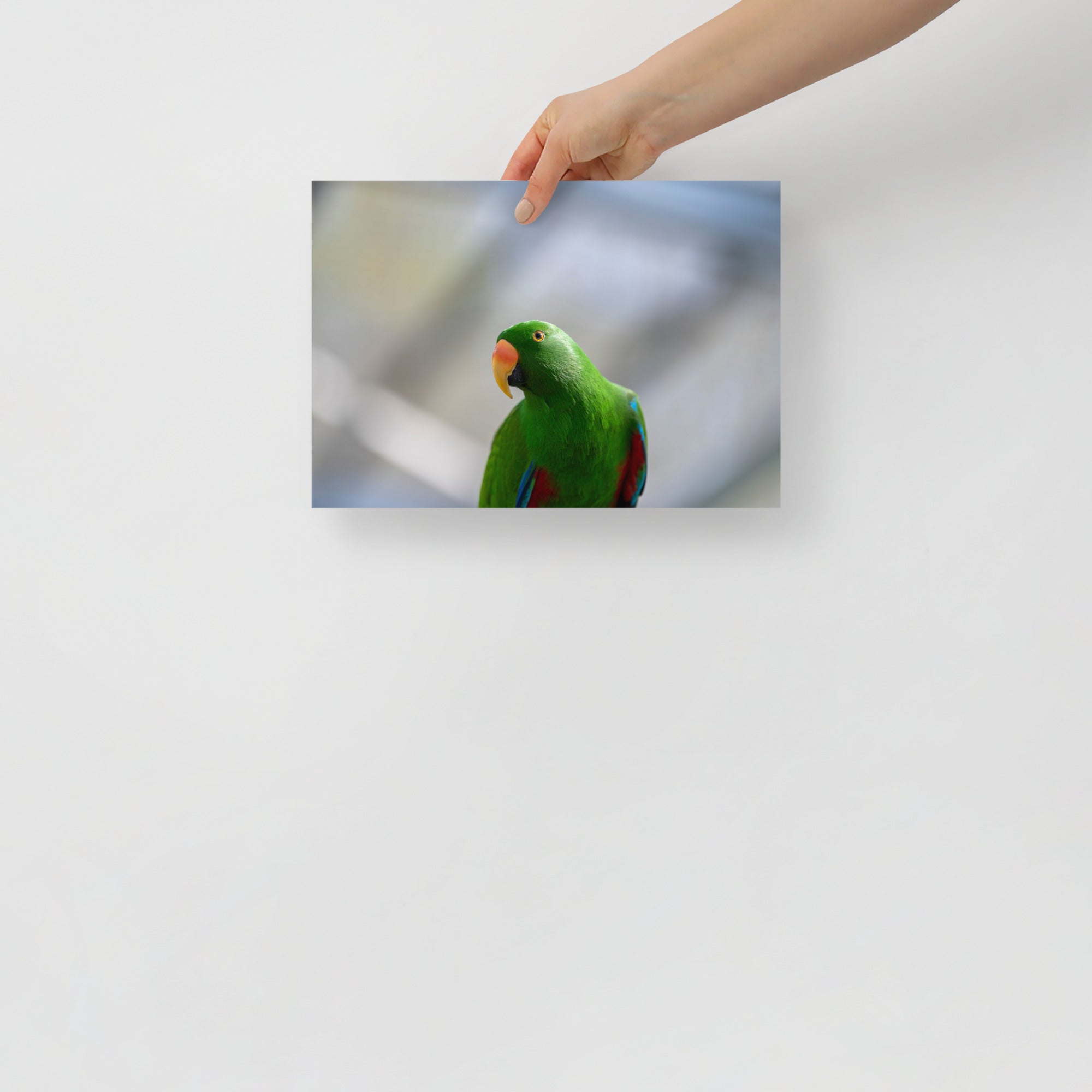 Poster mural - Grand Eclectus N01 – Photographie d'oiseau – Poster photo, poster XXL, Photo d’art, photographie murale et des posters muraux des photographies de rue unique au monde. La boutique de posters créée par un Photographe français.