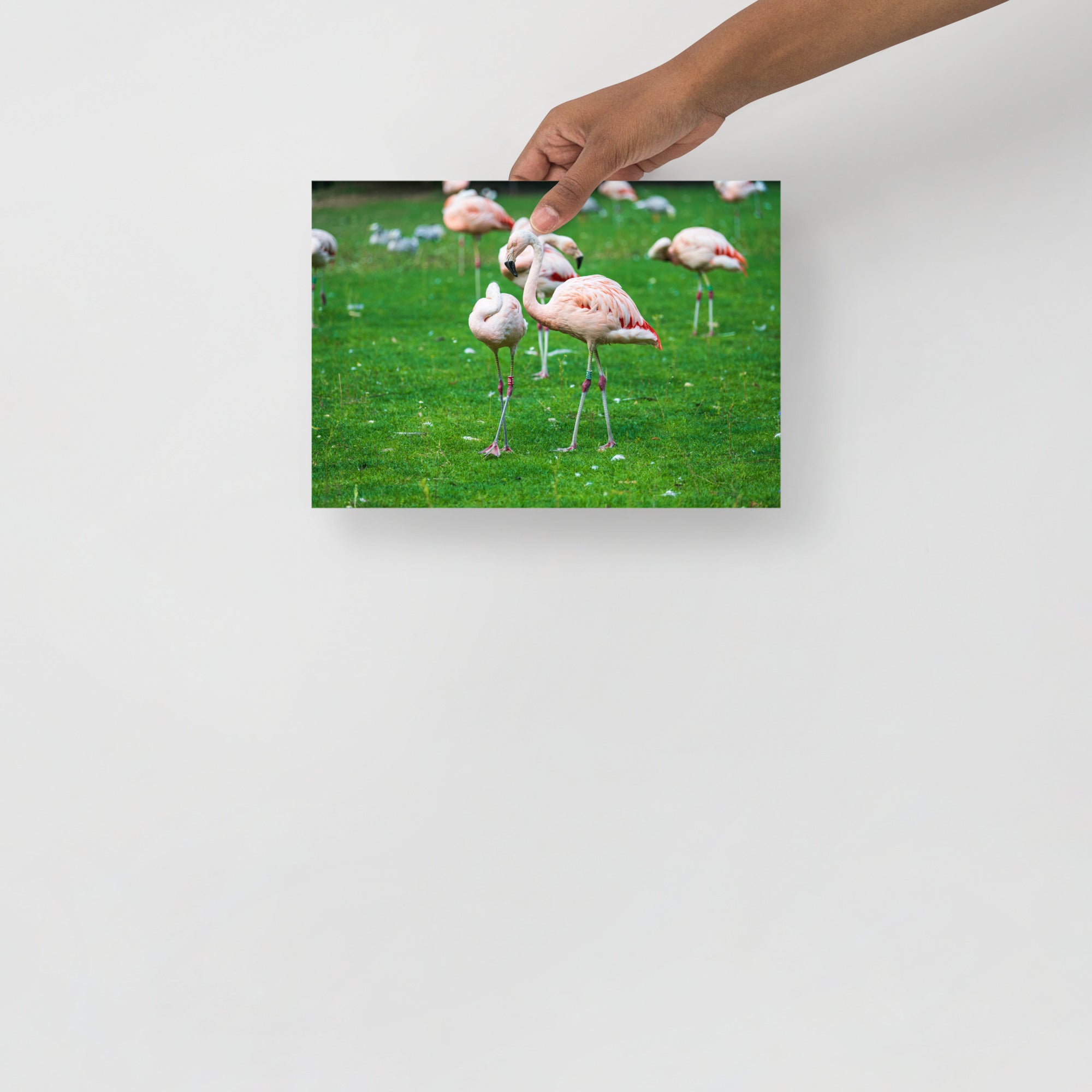 Poster mural - Flamant rose N01 – Photographie d'animaux – Poster photo, poster XXL, Photo d’art, photographie murale et des posters muraux des photographies de rue unique au monde. La boutique de posters créée par un Photographe français.