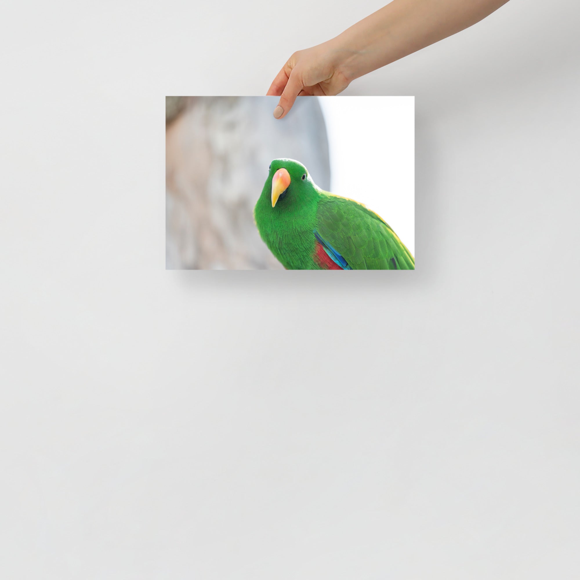 Poster mural - Grand Eclectus N02 – Photographie d'oiseau – Poster photo, poster XXL, Photo d’art, photographie murale et des posters muraux des photographies de rue unique au monde. La boutique de posters créée par un Photographe français.