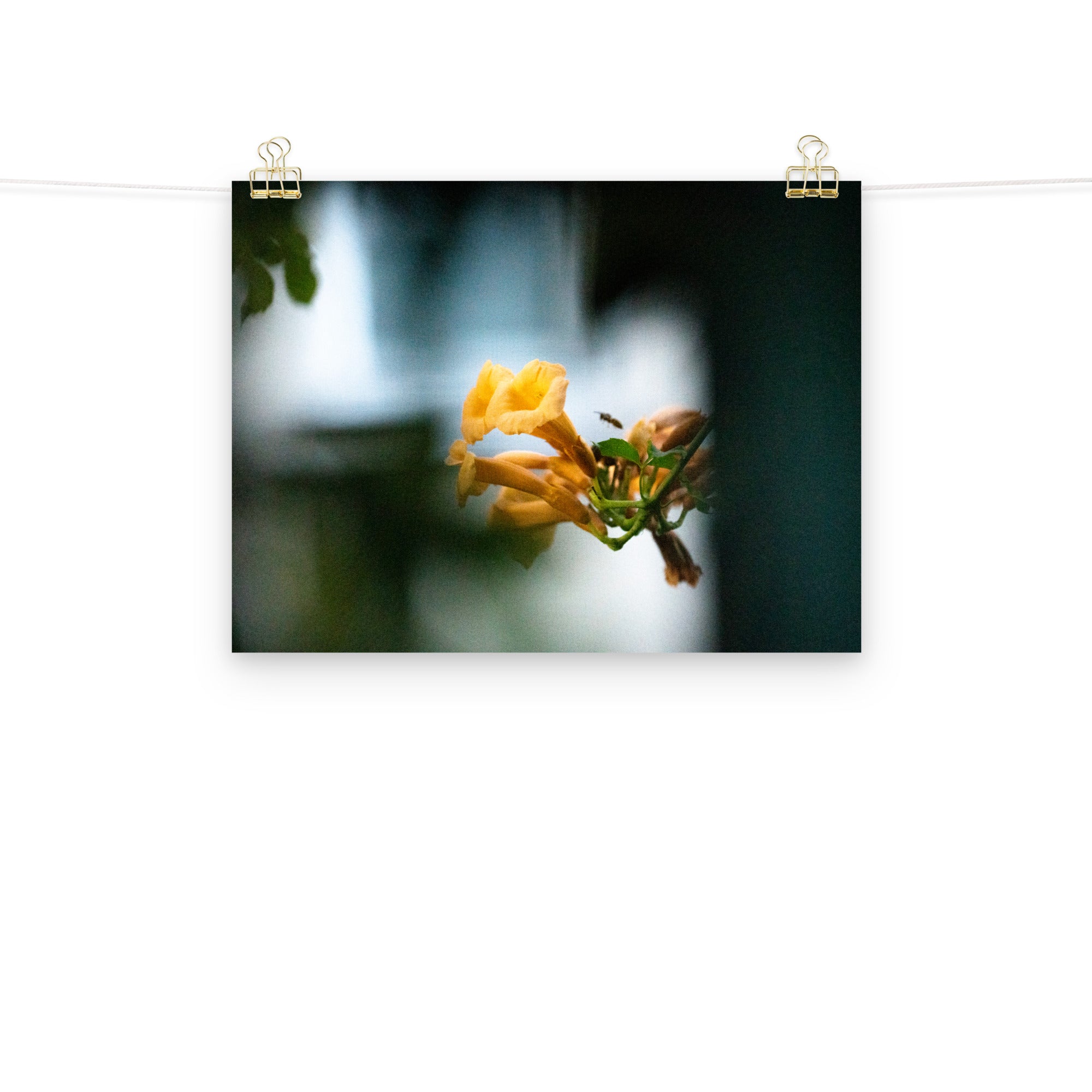 Poster mural - Bignone à fleur jaune – Photographie de fleurs – Poster photo, poster XXL, photographie murale et des posters muraux unique au monde. La boutique de posters créée par Yann Peccard un Photographe français.