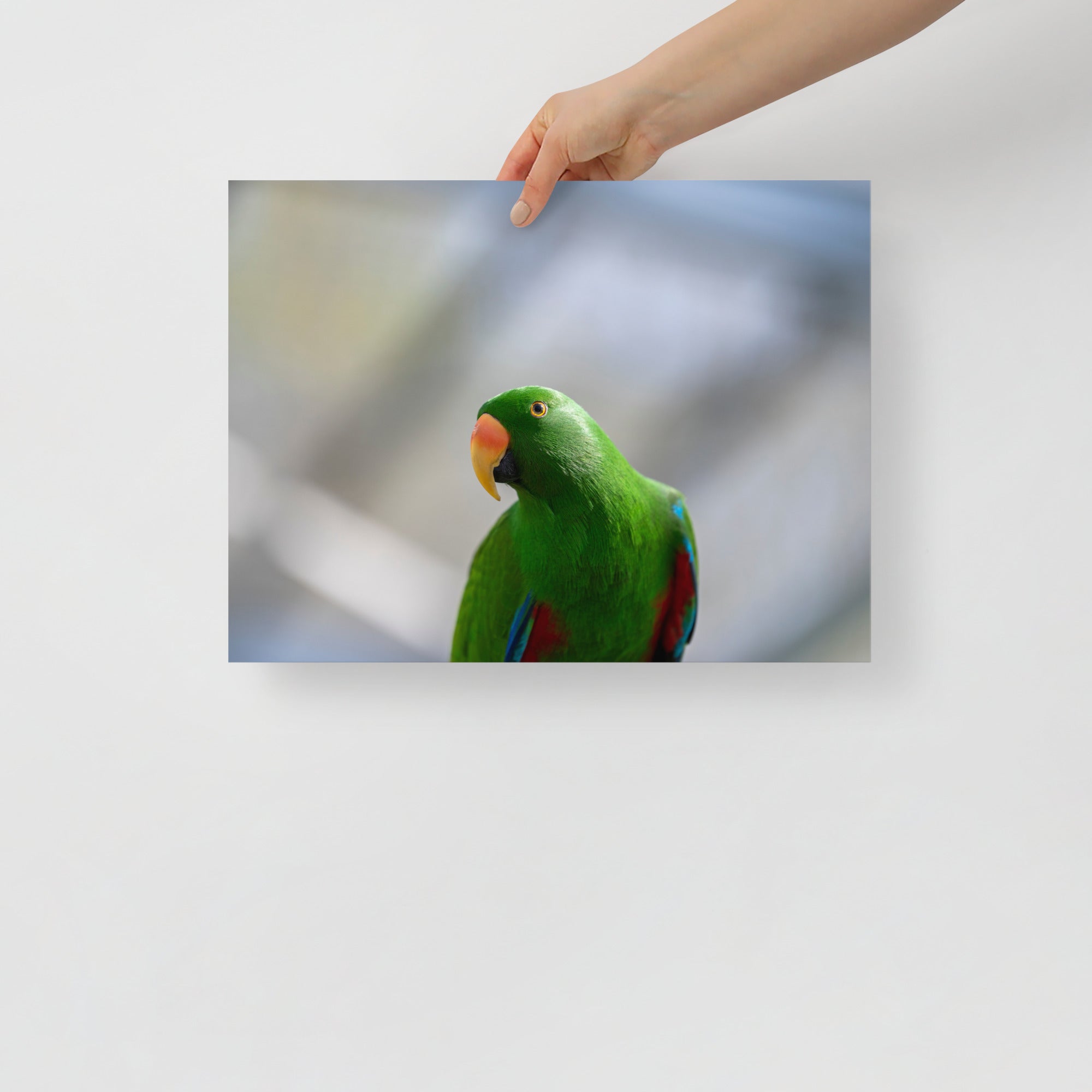 Poster mural - Grand Eclectus N01 – Photographie d'oiseau – Poster photo, poster XXL, Photo d’art, photographie murale et des posters muraux des photographies de rue unique au monde. La boutique de posters créée par un Photographe français.