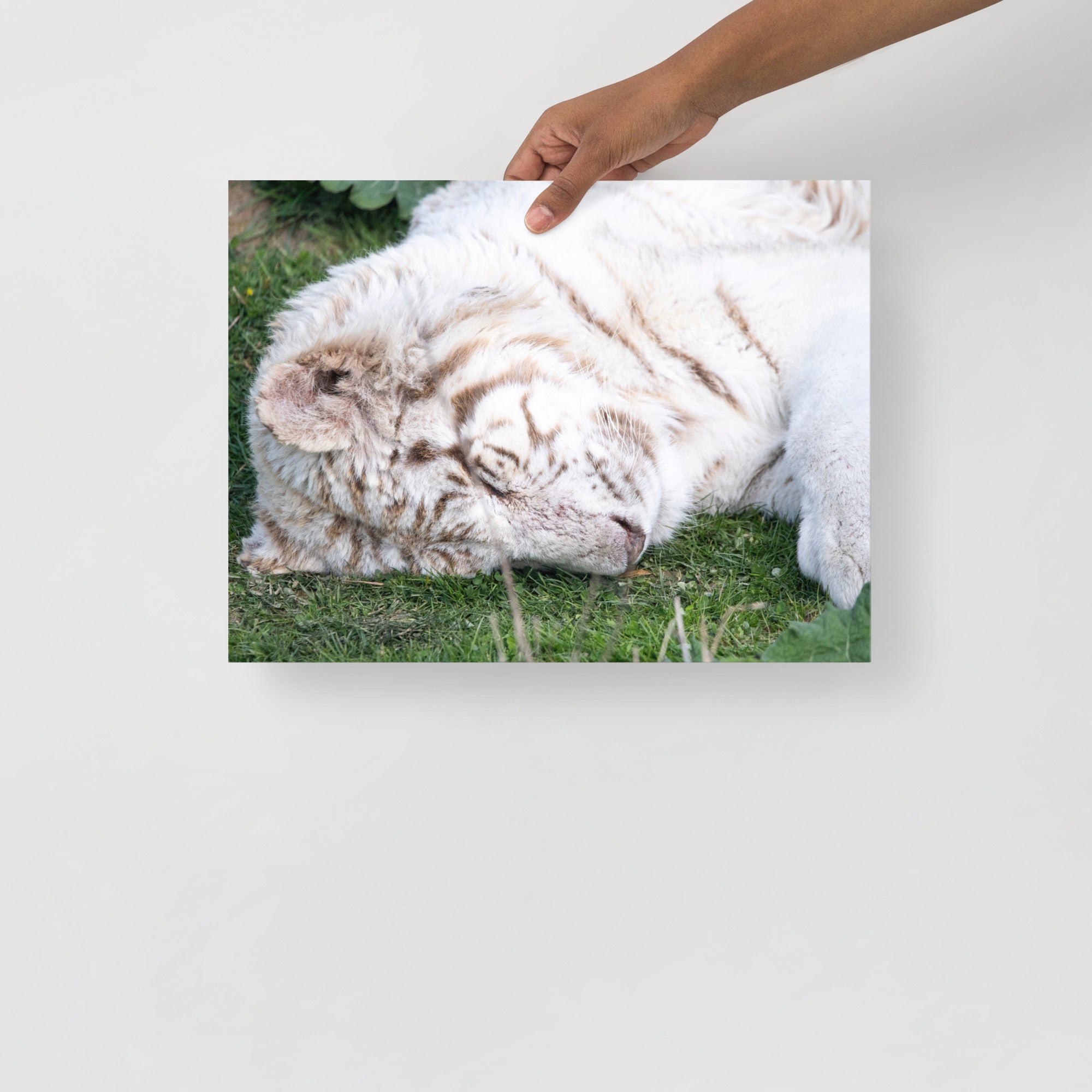 Poster mural - Tigre Blanc N02 – Photographie d'animal sauvage – Poster photo, poster XXL, photographie murale et des posters muraux unique au monde. La boutique de posters créée par Yann Peccard un Photographe français.