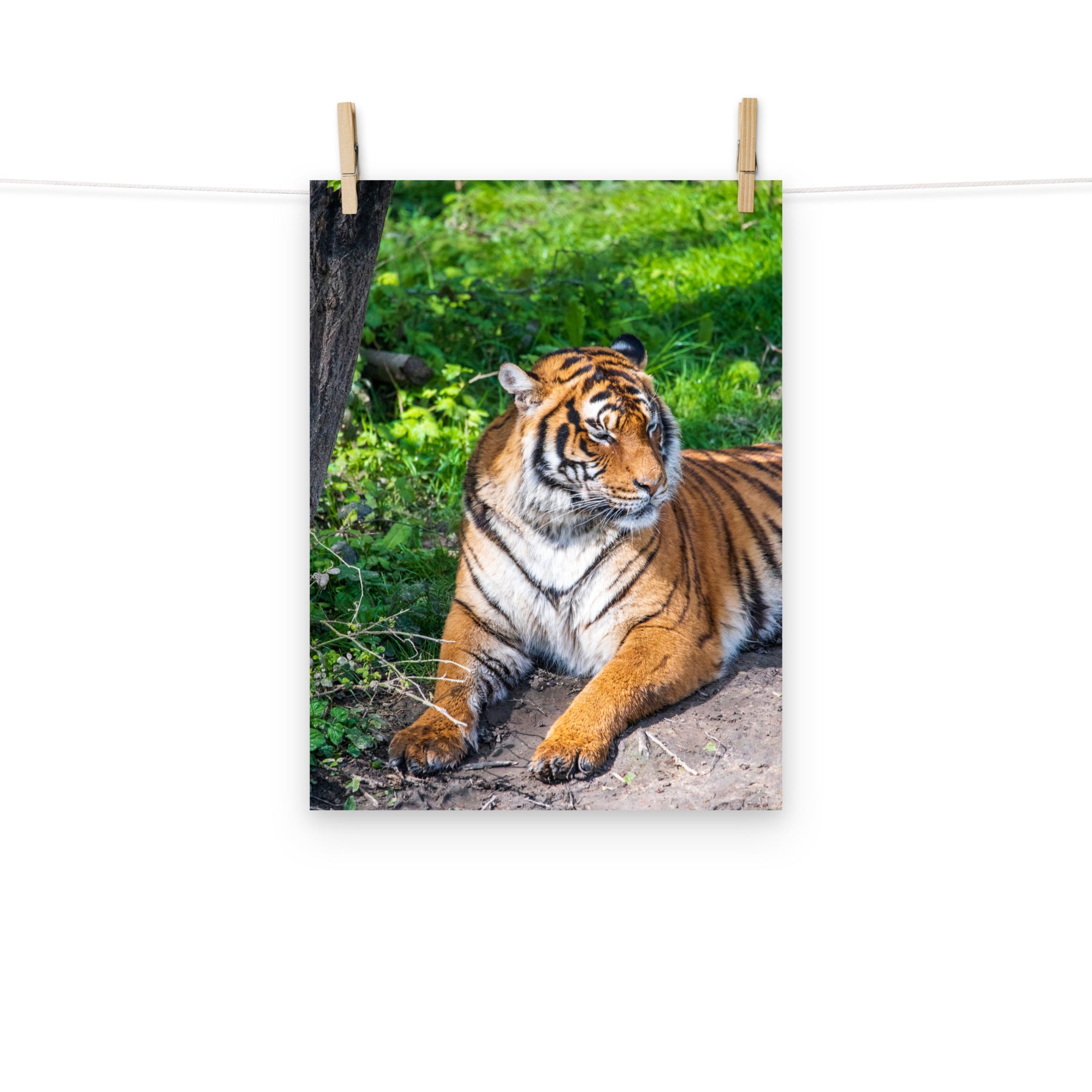 Tigre de Malaisie N03 - Poster - La boutique du poster Français