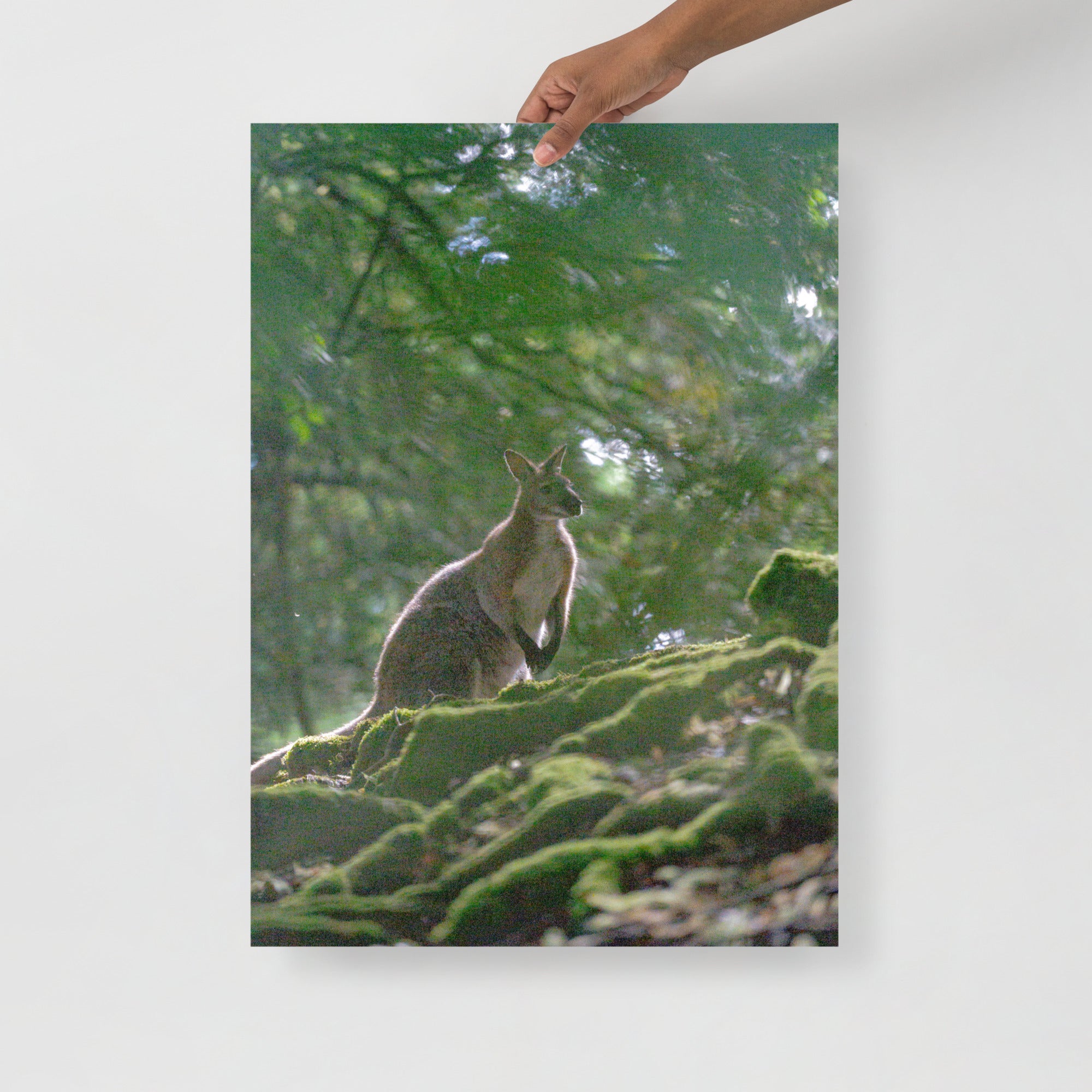 Poster mural - Wallaby de Bennett N01 – Photographie animal – Poster photographie, photographie murale et des posters muraux unique au monde. La boutique de posters créée par Yann Peccard un Photographe français.