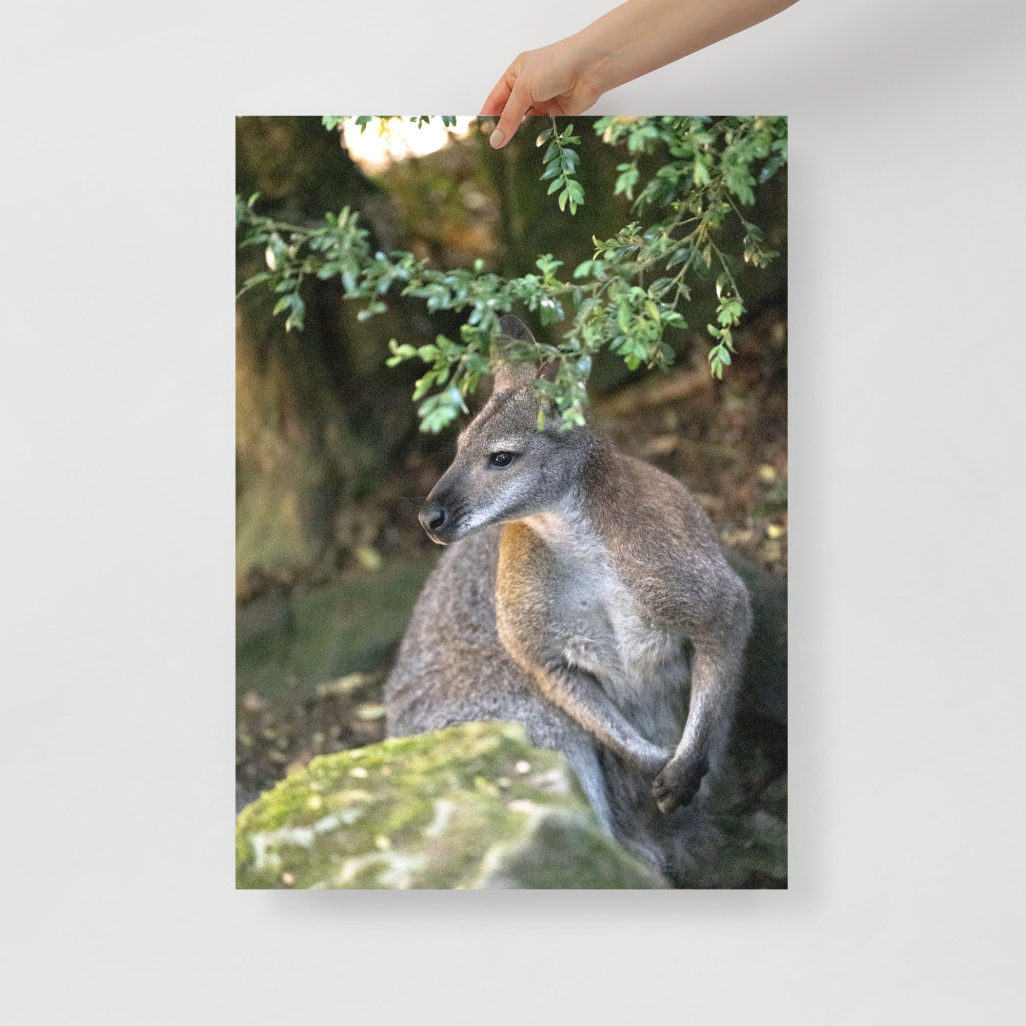 Poster mural - Wallaby de Bennett N02 – Photographie animal – Poster photographie, photographie murale et des posters muraux unique au monde. La boutique de posters créée par Yann Peccard un Photographe français.