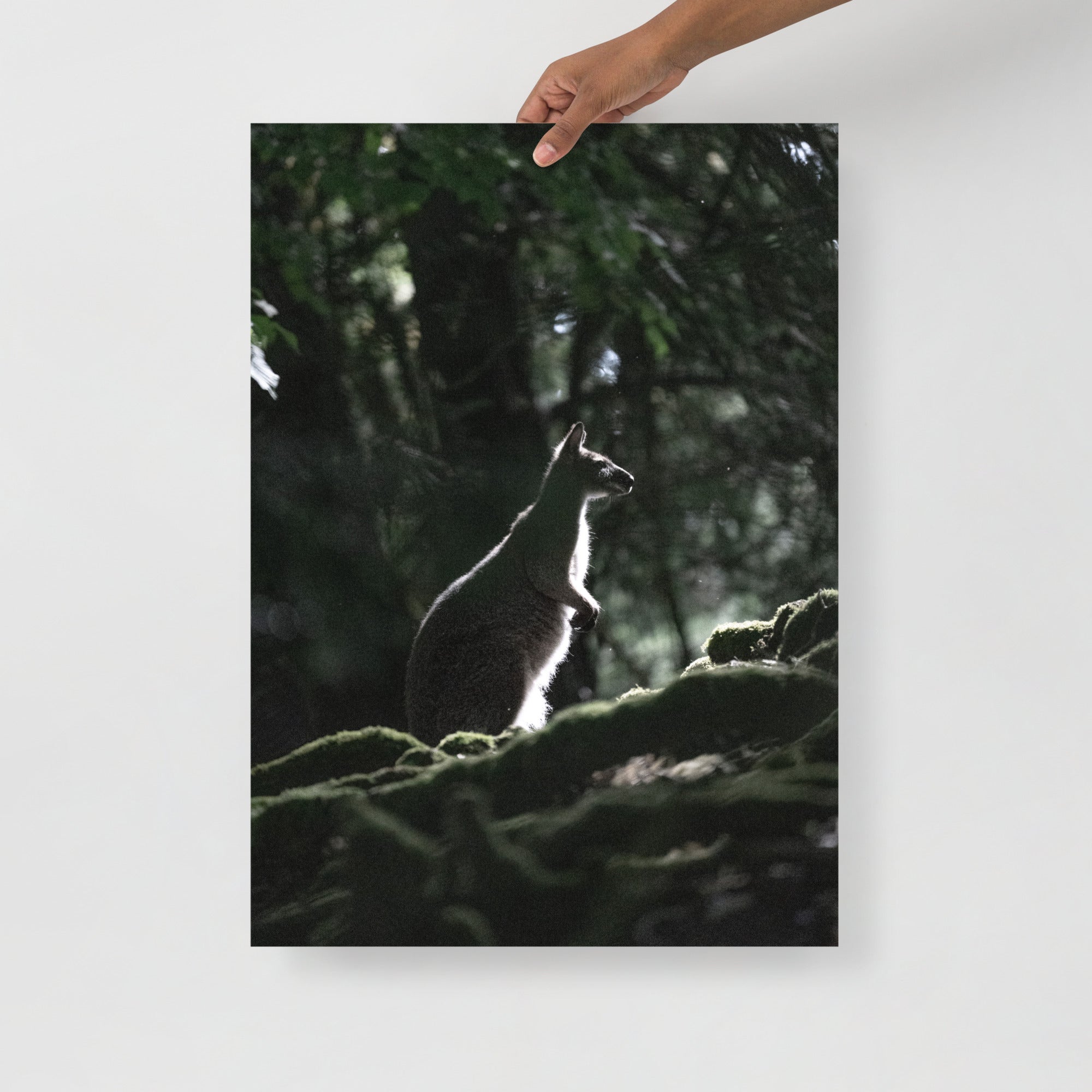 Poster mural - Wallaby de Bennett N03 – Photographie animal – Poster photographie, photographie murale et des posters muraux unique au monde. La boutique de posters créée par Yann Peccard un Photographe français.