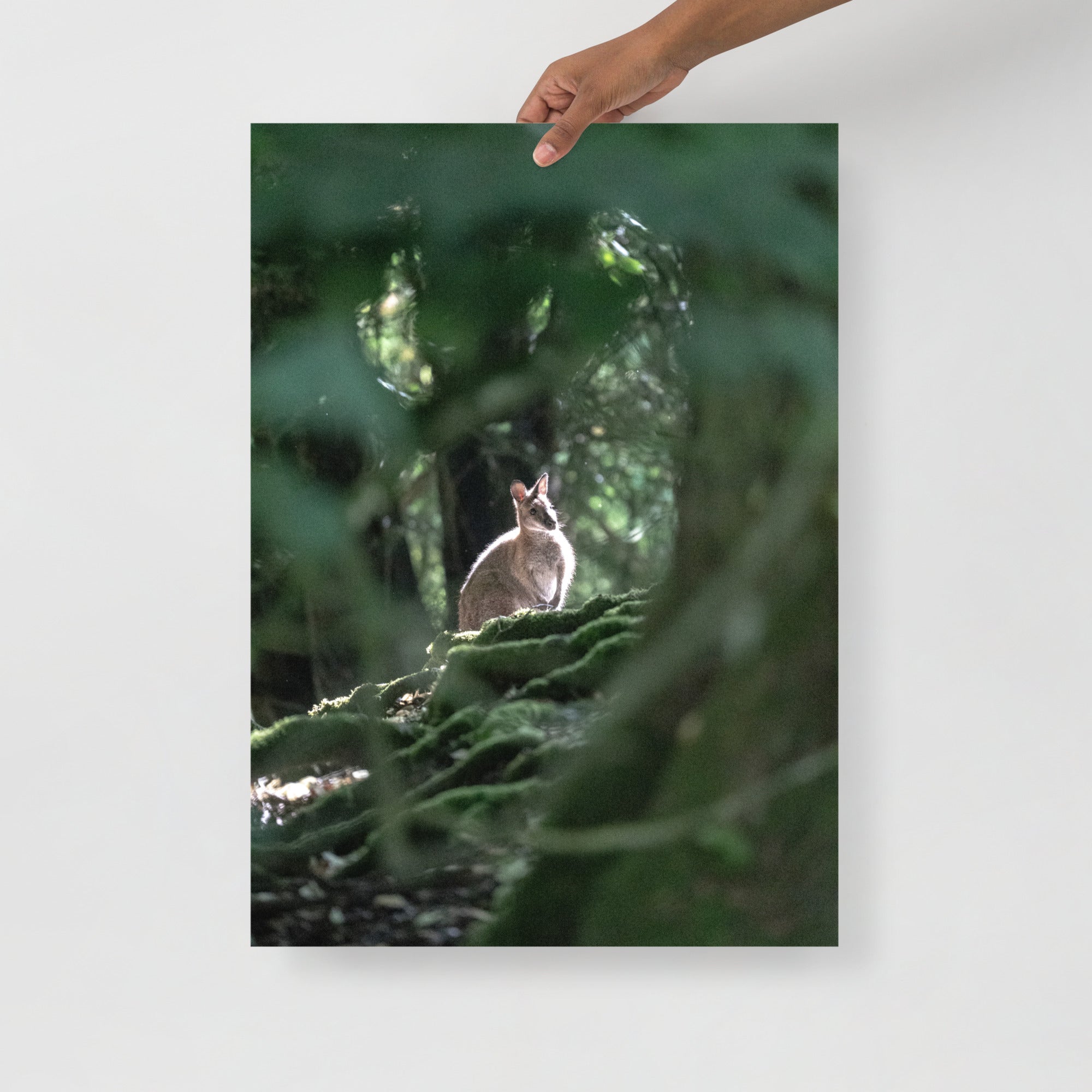 Poster mural - Wallaby de Bennett N04 – Photographie animal – Poster photographie, photographie murale et des posters muraux unique au monde. La boutique de posters créée par Yann Peccard un Photographe français.