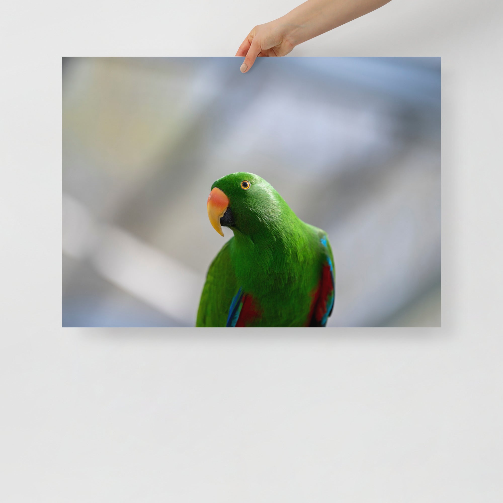 Poster mural - Grand Eclectus N01 – Photographie d'oiseau – Poster photo, poster XXL, Photo d’art, photographie murale et des posters muraux des photographies de rue unique au monde. La boutique de posters créée par un Photographe français.