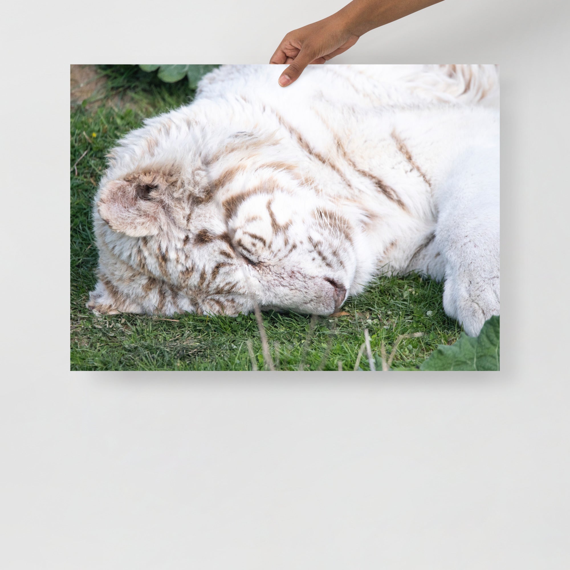 Poster mural - Tigre Blanc N02 – Photographie d'animal sauvage – Poster photo, poster XXL, photographie murale et des posters muraux unique au monde. La boutique de posters créée par Yann Peccard un Photographe français.