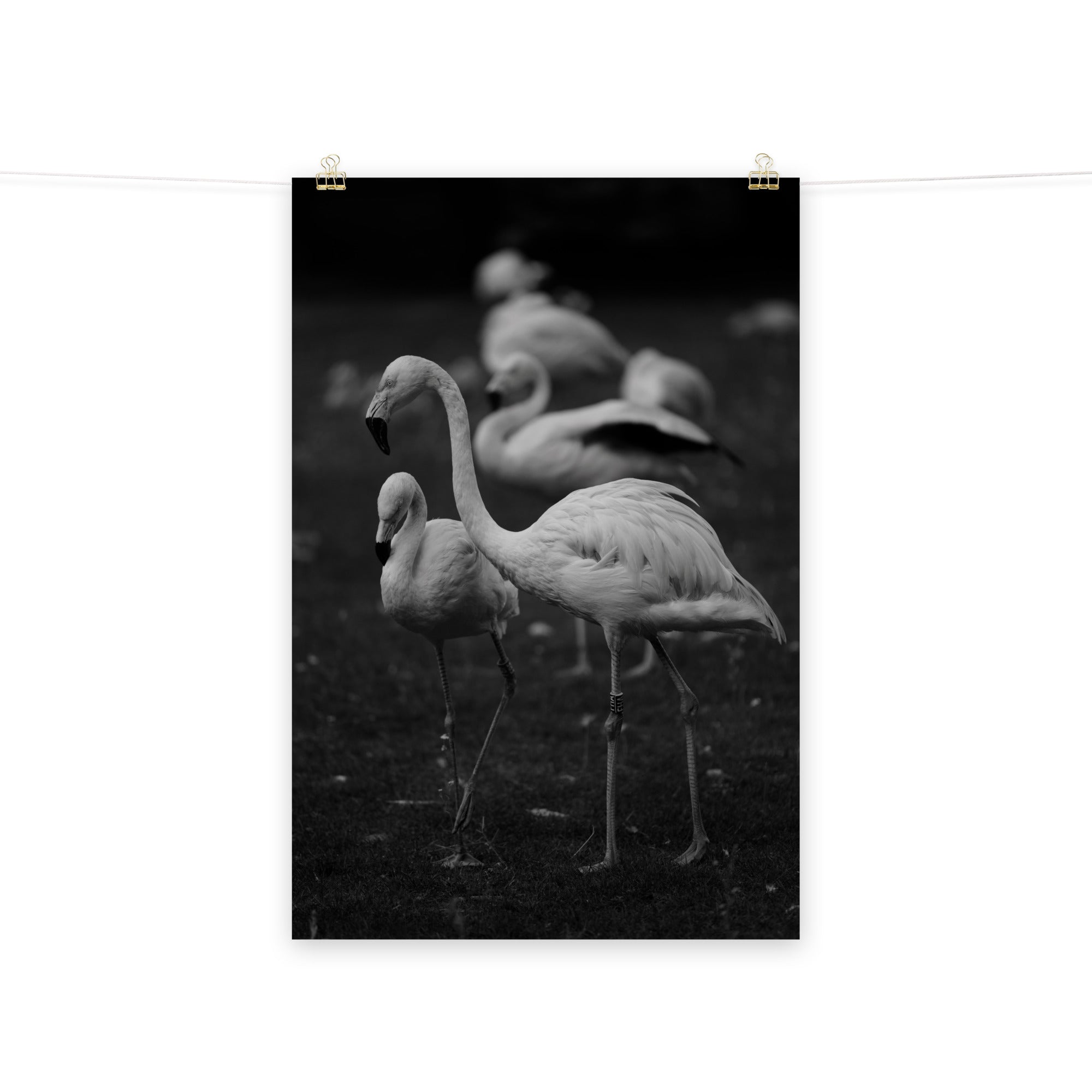 Flamant rose N03 - Poster - La boutique du poster Français