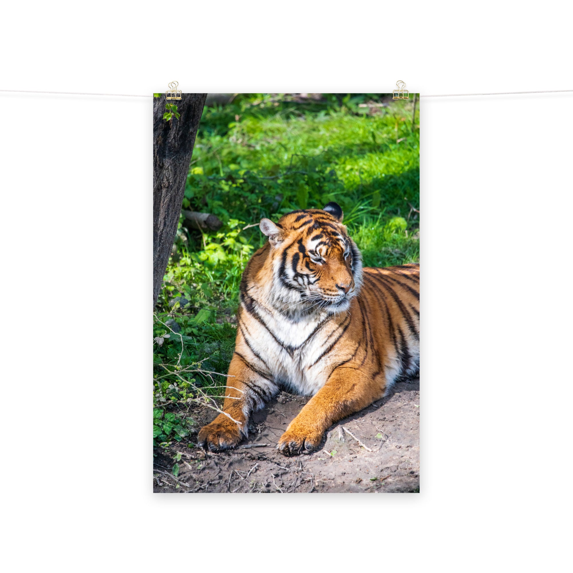 Tigre de Malaisie N03 - Poster - La boutique du poster Français