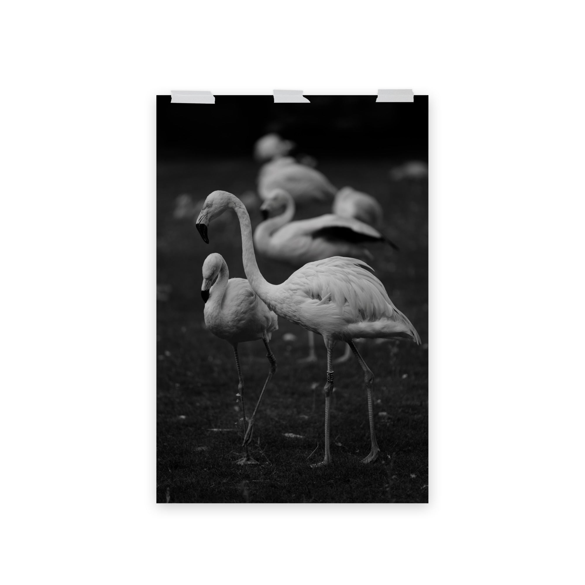 Flamant rose N03 - Poster - La boutique du poster Français