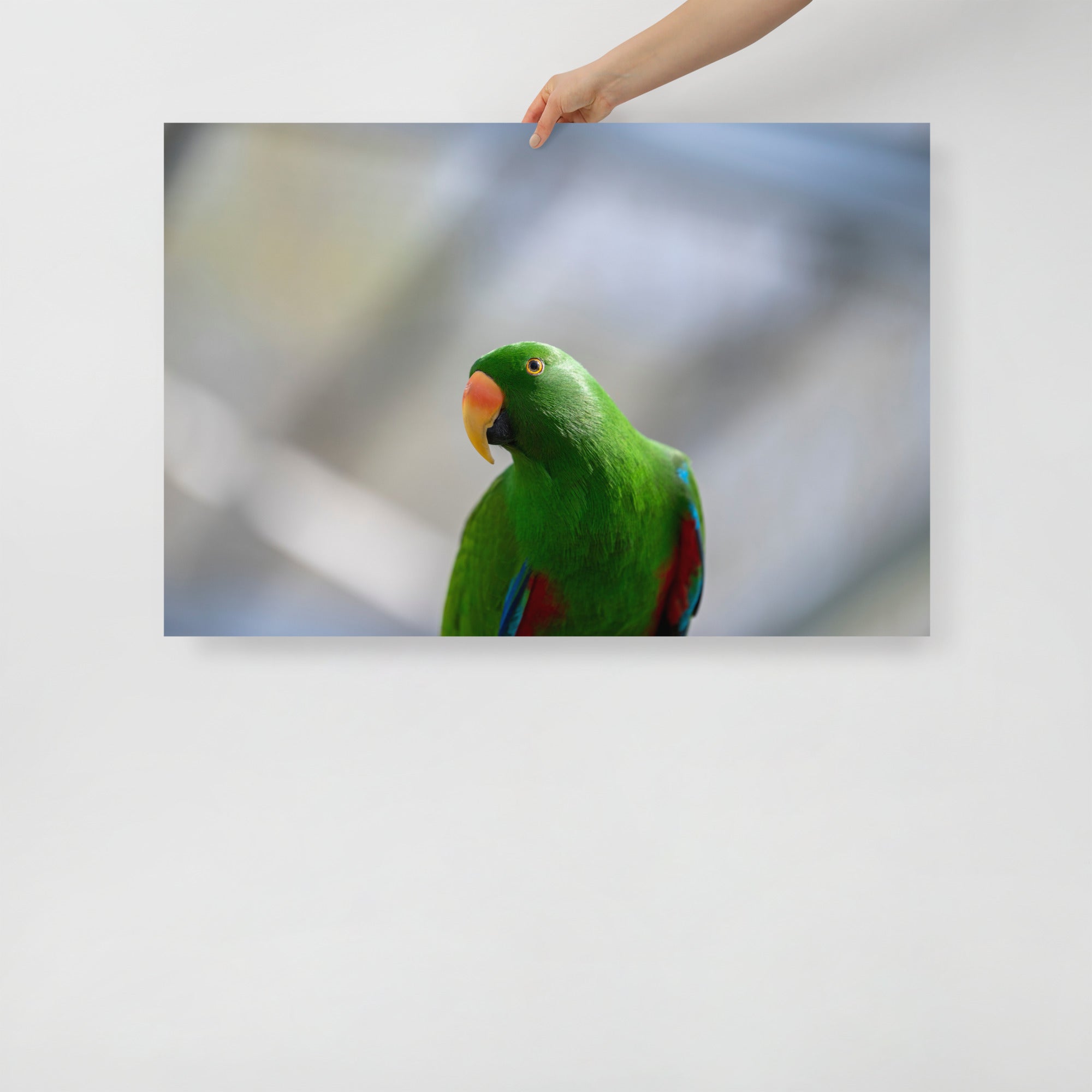 Poster mural - Grand Eclectus N01 – Photographie d'oiseau – Poster photo, poster XXL, Photo d’art, photographie murale et des posters muraux des photographies de rue unique au monde. La boutique de posters créée par un Photographe français.