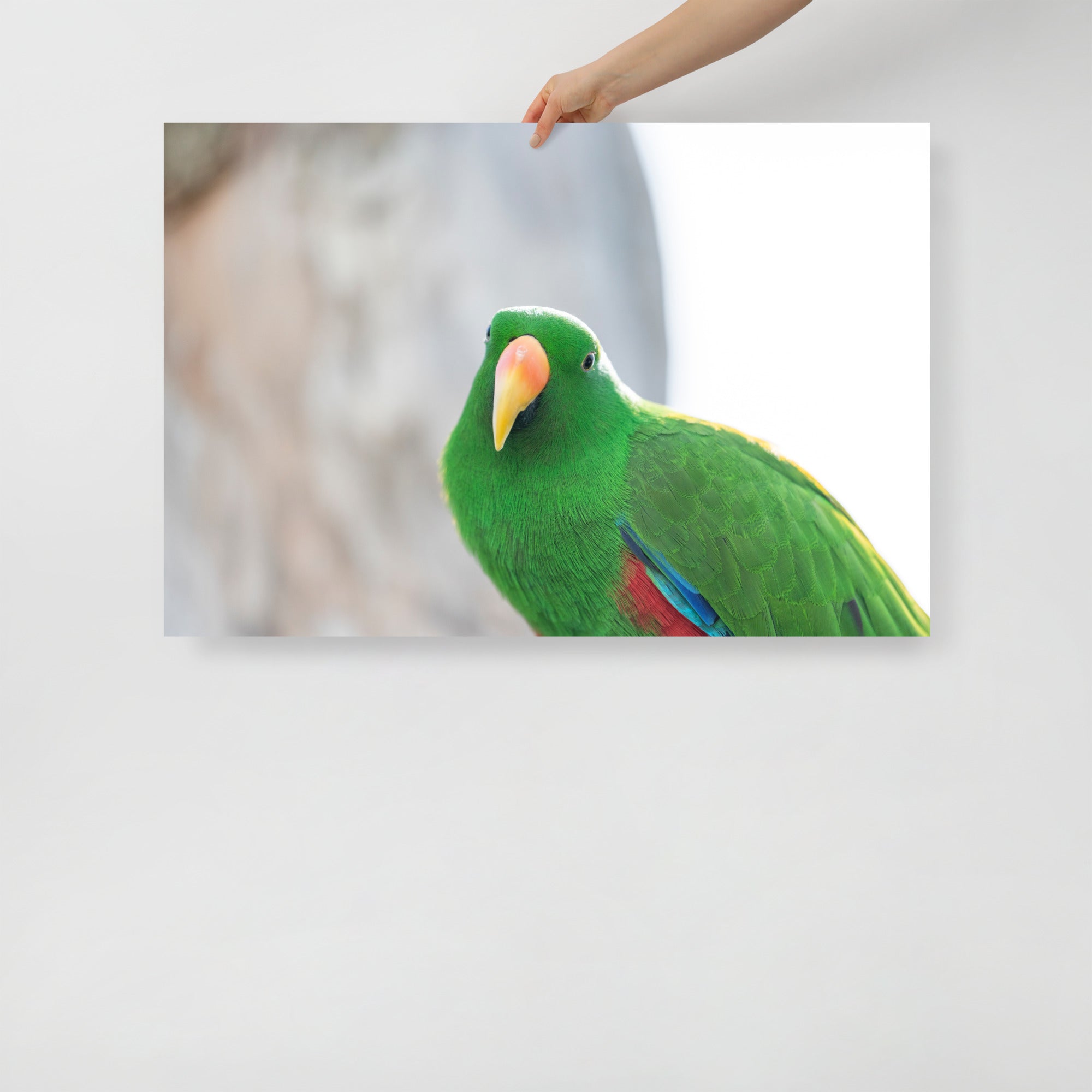 Poster mural - Grand Eclectus N02 – Photographie d'oiseau – Poster photo, poster XXL, Photo d’art, photographie murale et des posters muraux des photographies de rue unique au monde. La boutique de posters créée par un Photographe français.