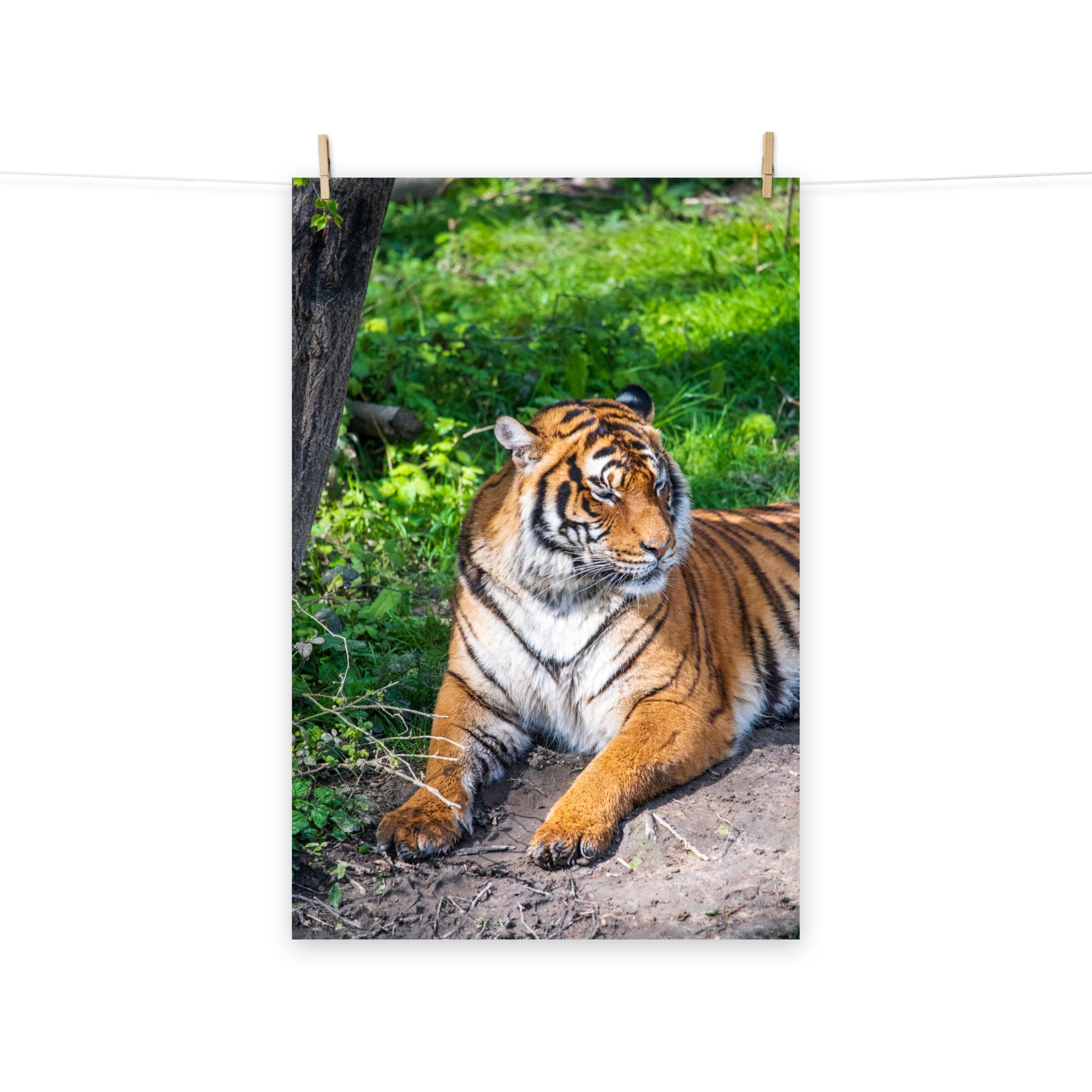 Tigre de Malaisie N03 - Poster - La boutique du poster Français