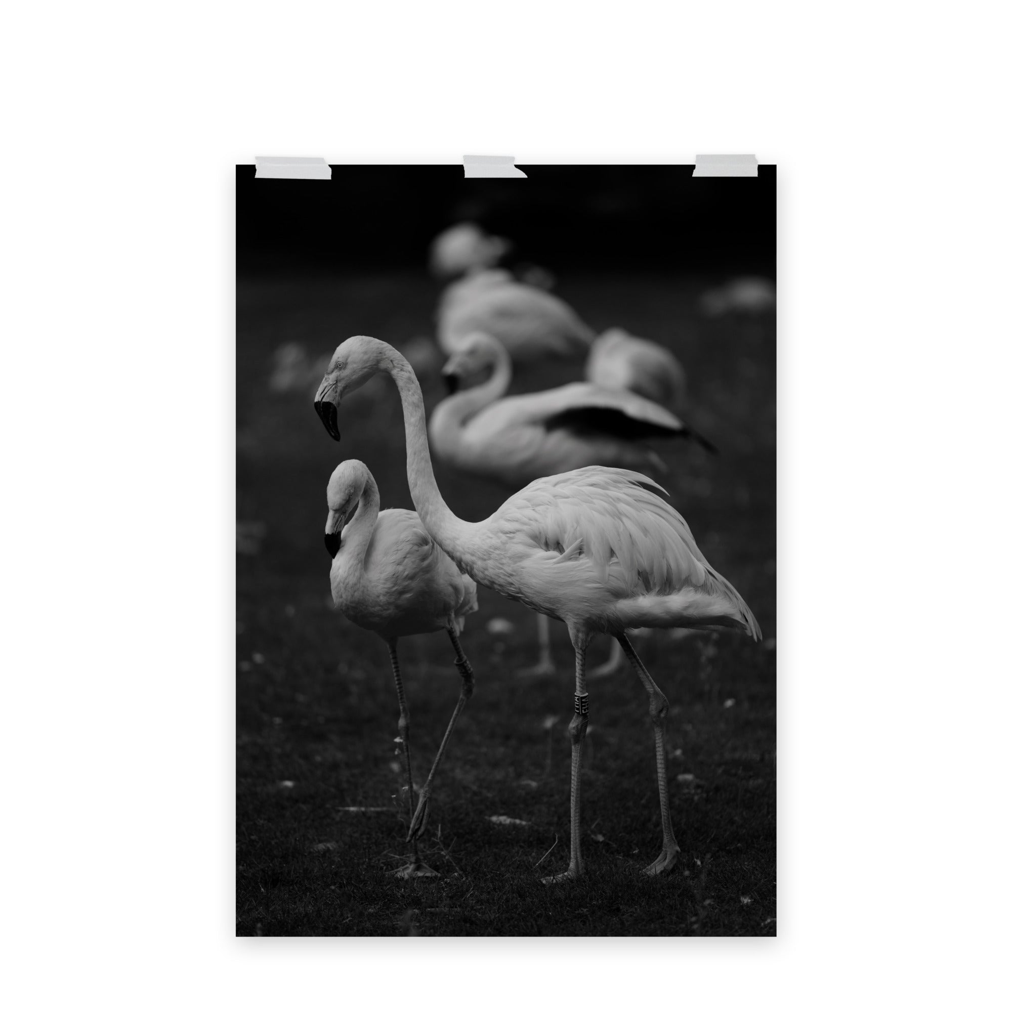 Flamant rose N03 - Poster - La boutique du poster Français