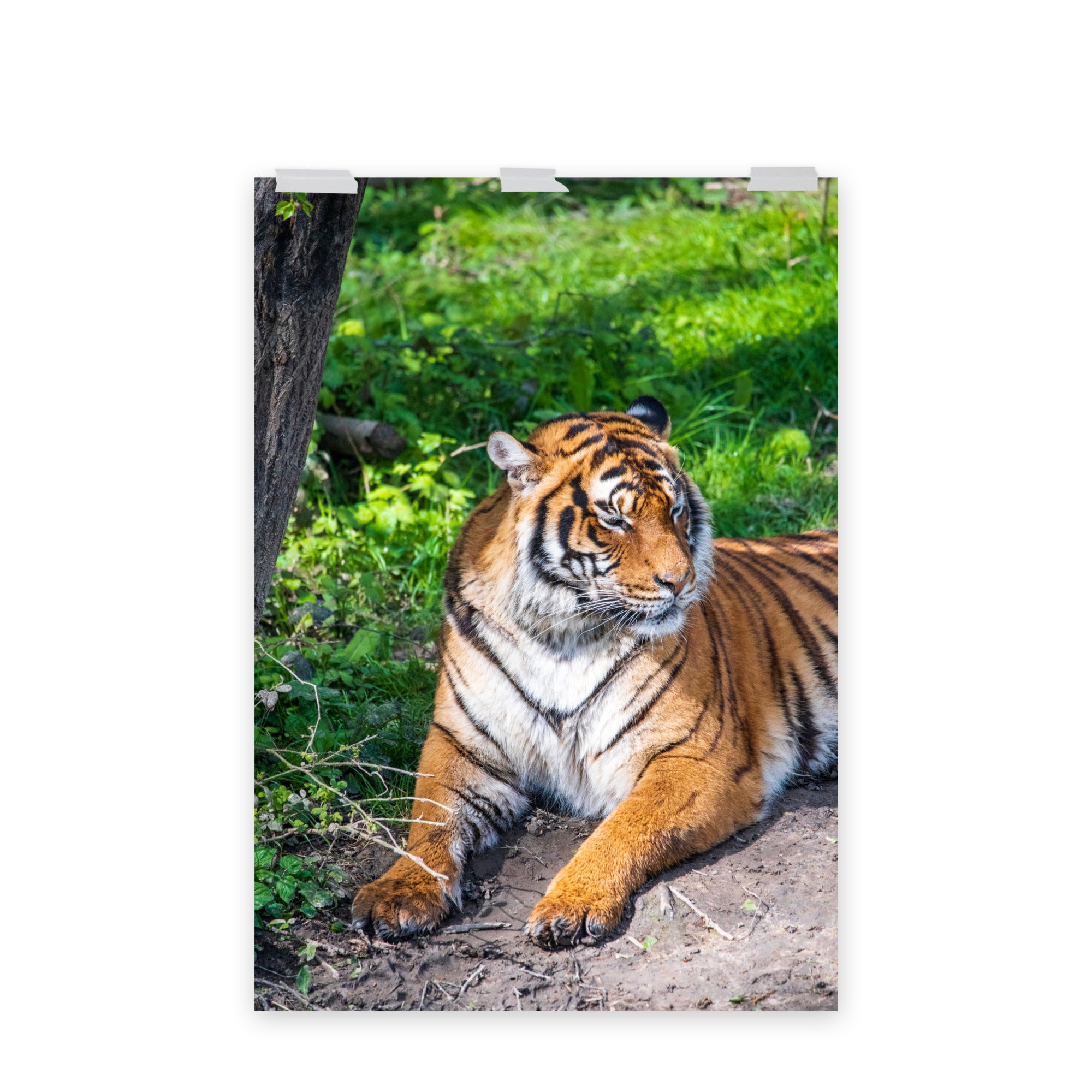 Tigre de Malaisie N03 - Poster - La boutique du poster Français