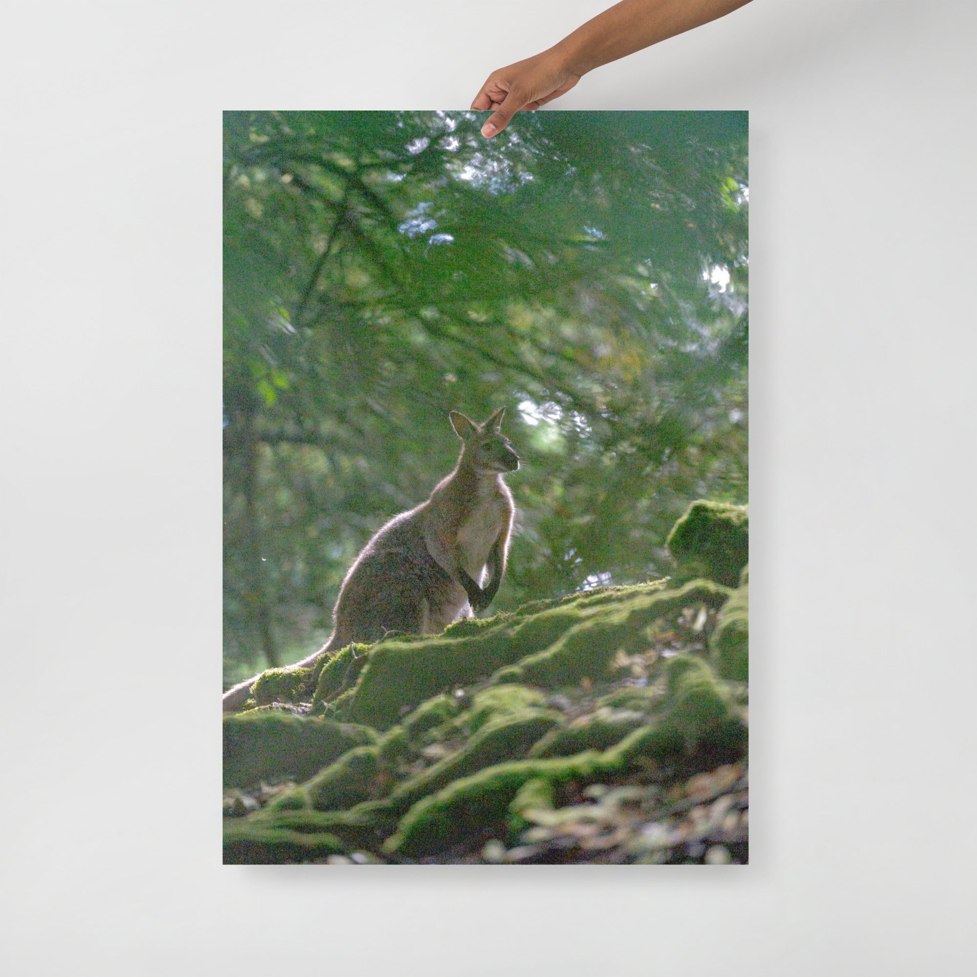 Poster mural - Wallaby de Bennett N01 – Photographie animal – Poster photographie, photographie murale et des posters muraux unique au monde. La boutique de posters créée par Yann Peccard un Photographe français.