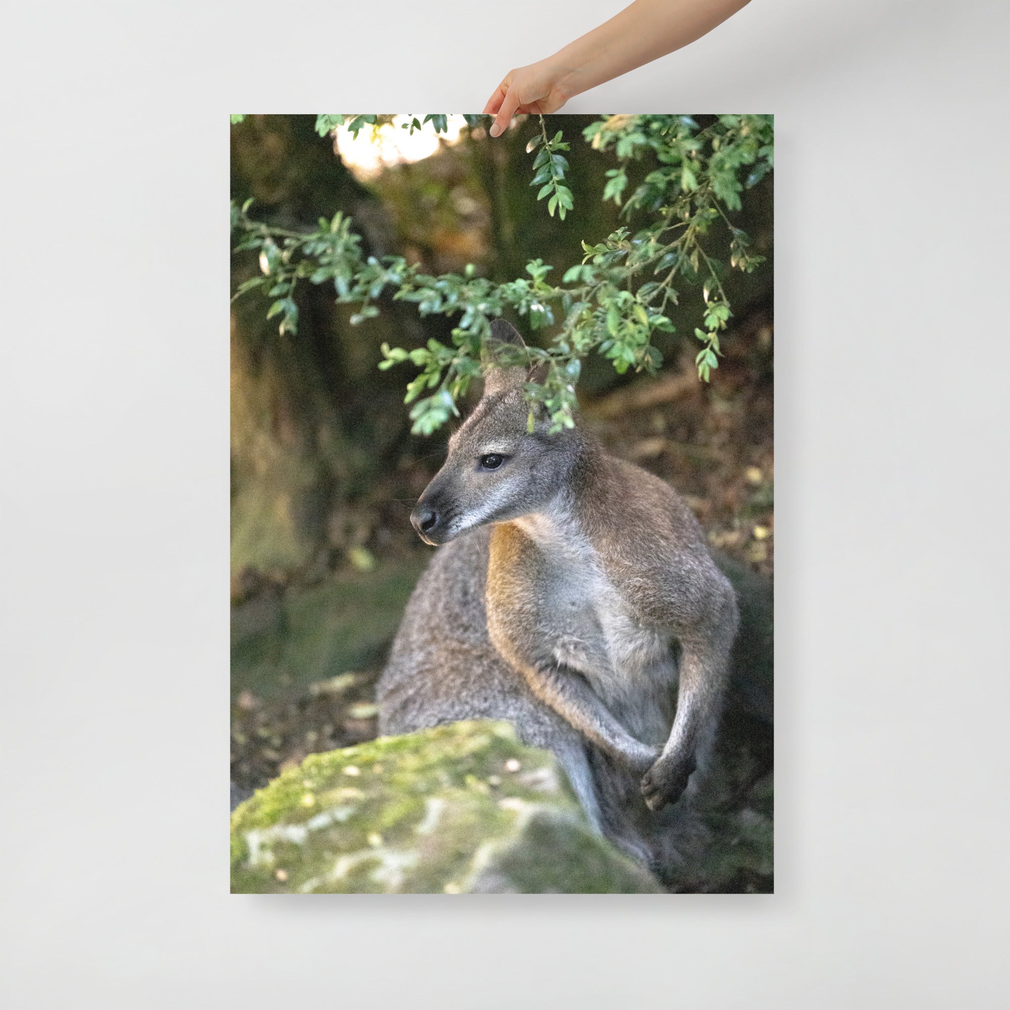 Poster mural - Wallaby de Bennett N02 – Photographie animal – Poster photographie, photographie murale et des posters muraux unique au monde. La boutique de posters créée par Yann Peccard un Photographe français.