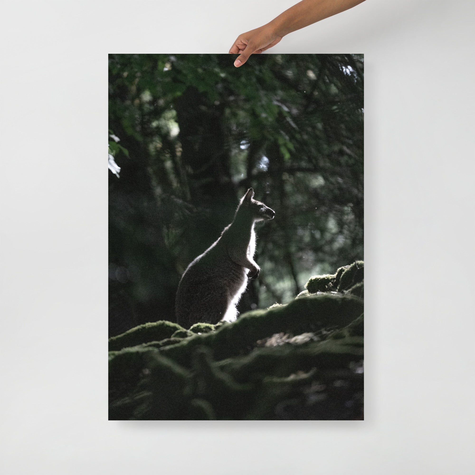 Poster mural - Wallaby de Bennett N03 – Photographie animal – Poster photographie, photographie murale et des posters muraux unique au monde. La boutique de posters créée par Yann Peccard un Photographe français.