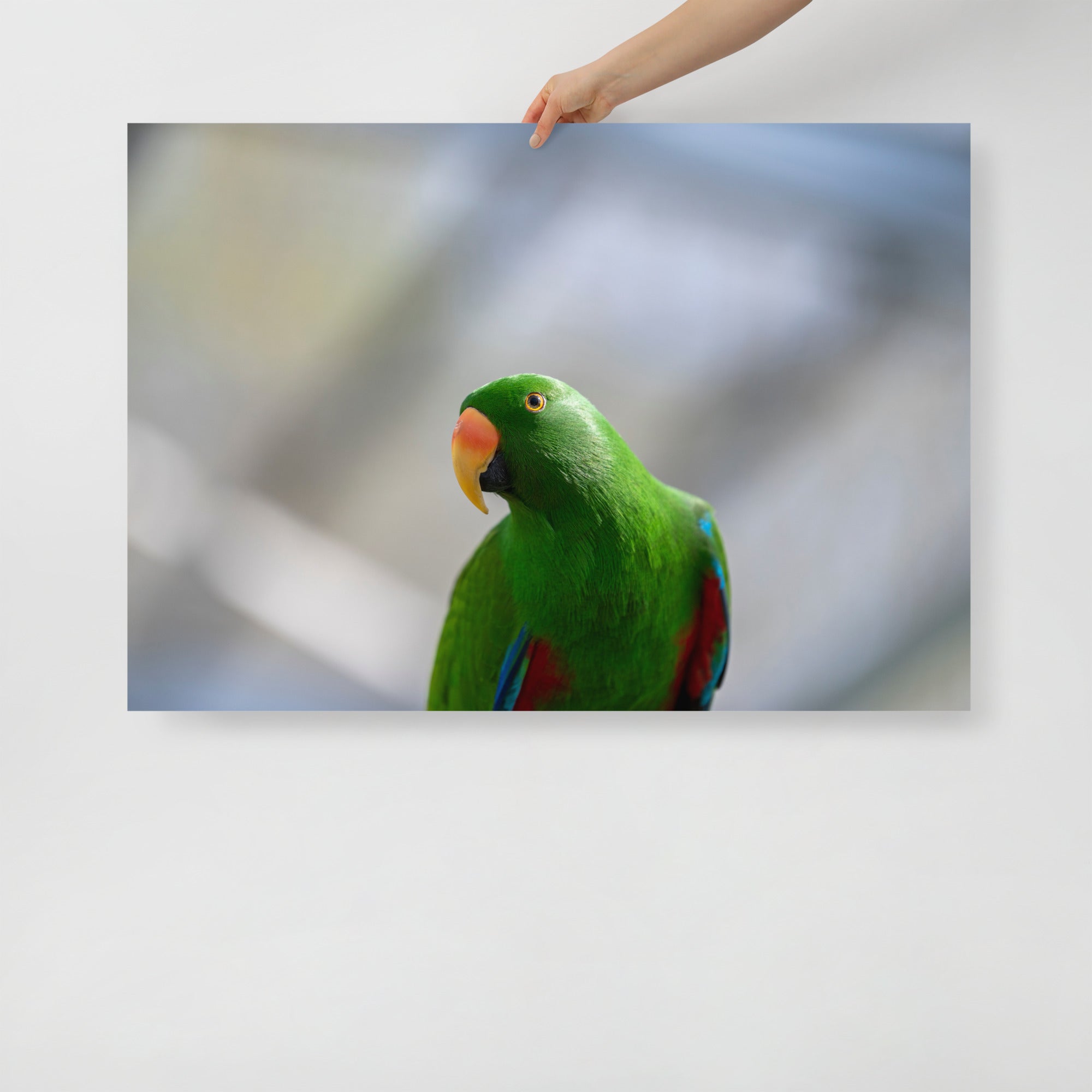 Poster mural - Grand Eclectus N01 – Photographie d'oiseau – Poster photo, poster XXL, Photo d’art, photographie murale et des posters muraux des photographies de rue unique au monde. La boutique de posters créée par un Photographe français.