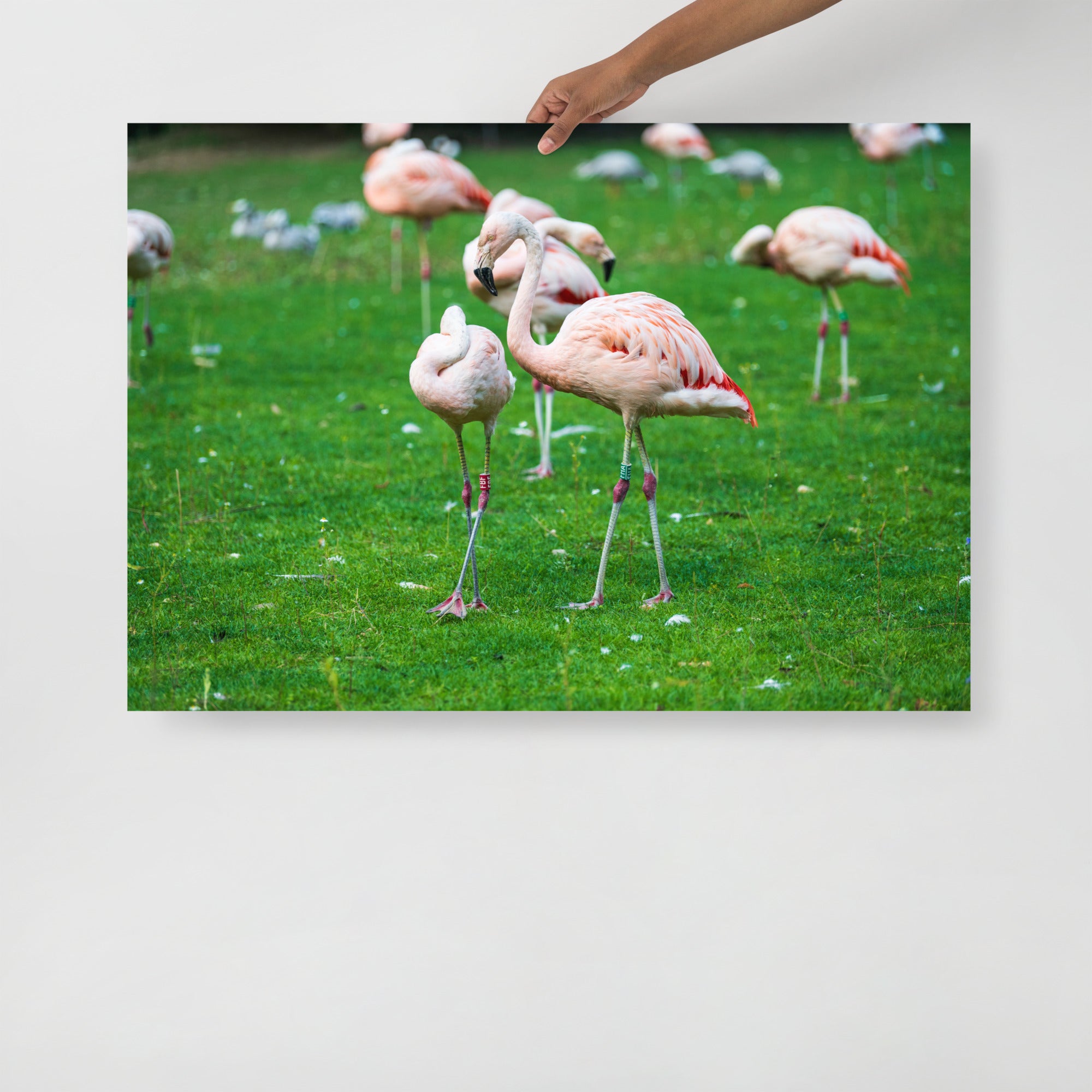 Poster mural - Flamant rose N01 – Photographie d'animaux – Poster photo, poster XXL, Photo d’art, photographie murale et des posters muraux des photographies de rue unique au monde. La boutique de posters créée par un Photographe français.