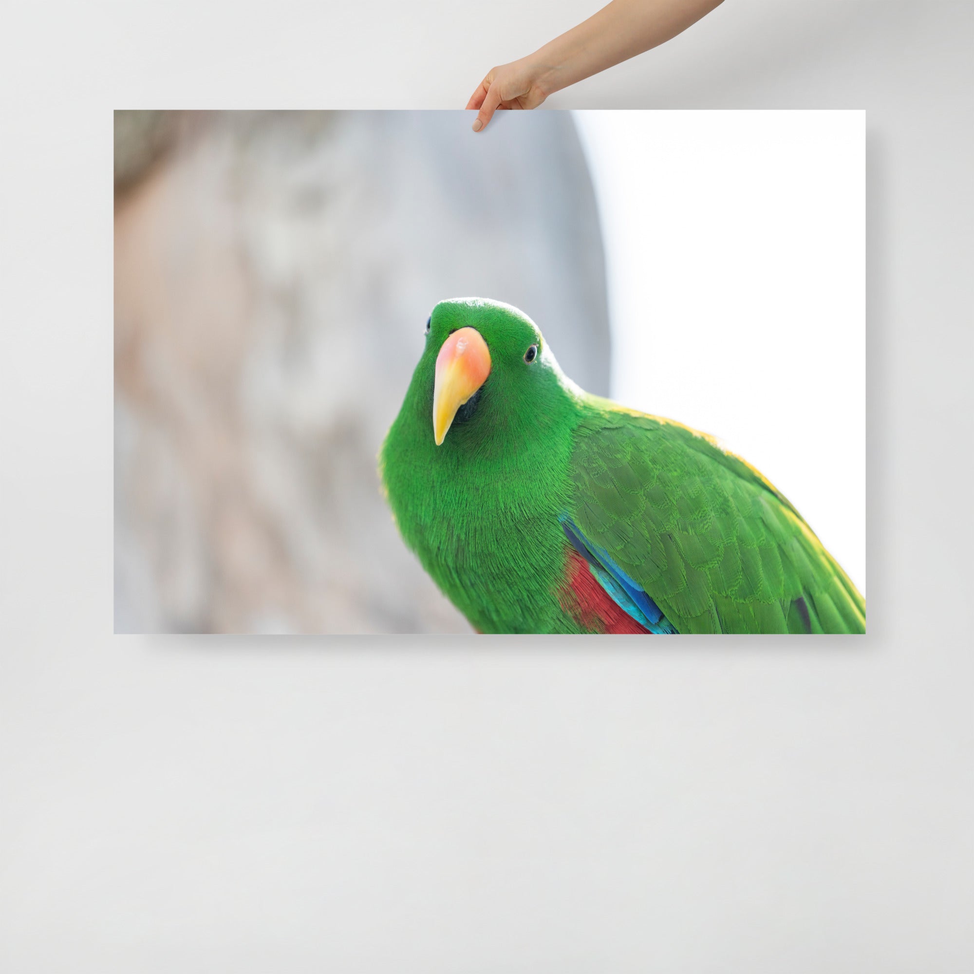 Poster mural - Grand Eclectus N02 – Photographie d'oiseau – Poster photo, poster XXL, Photo d’art, photographie murale et des posters muraux des photographies de rue unique au monde. La boutique de posters créée par un Photographe français.