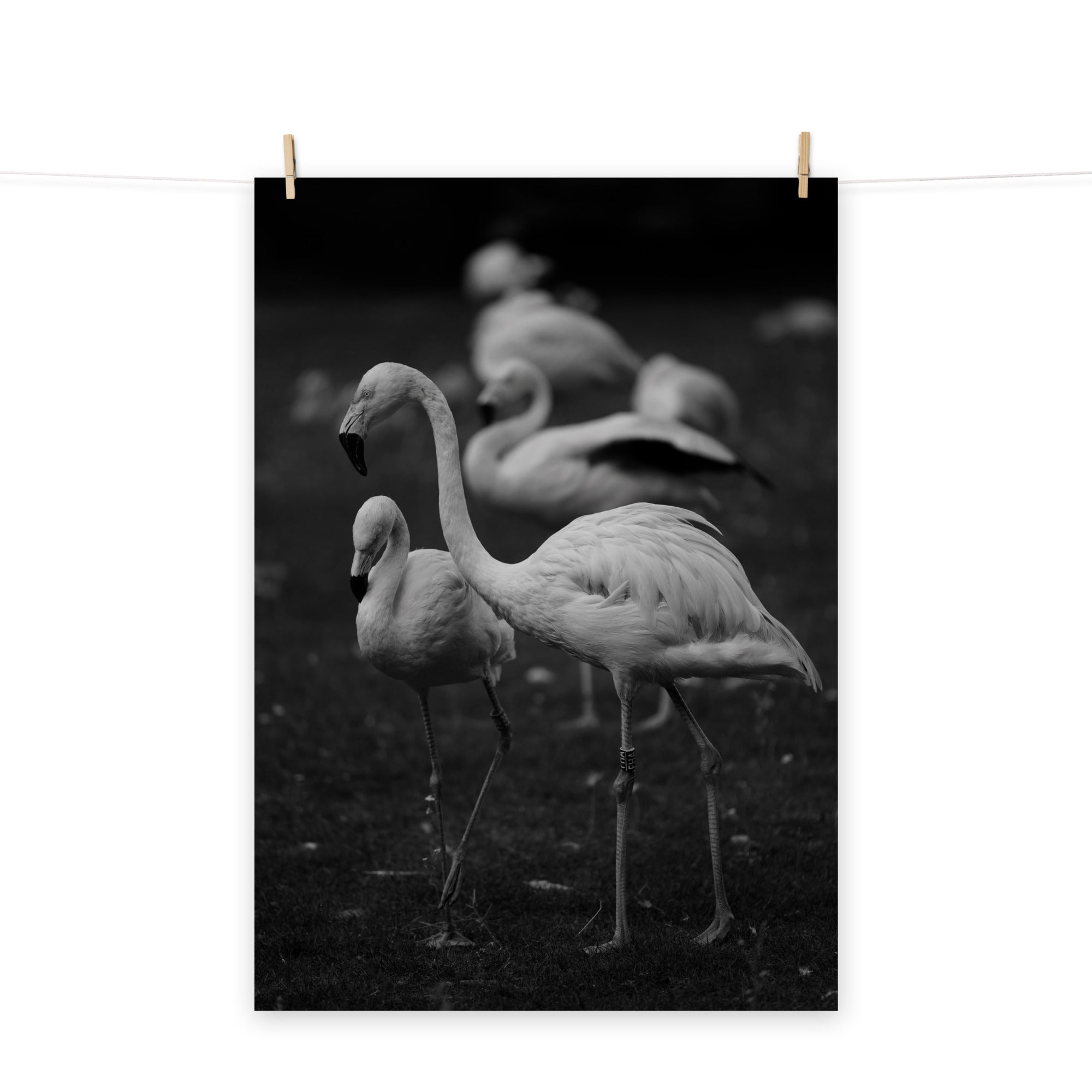 Flamant rose N03 - Poster - La boutique du poster Français