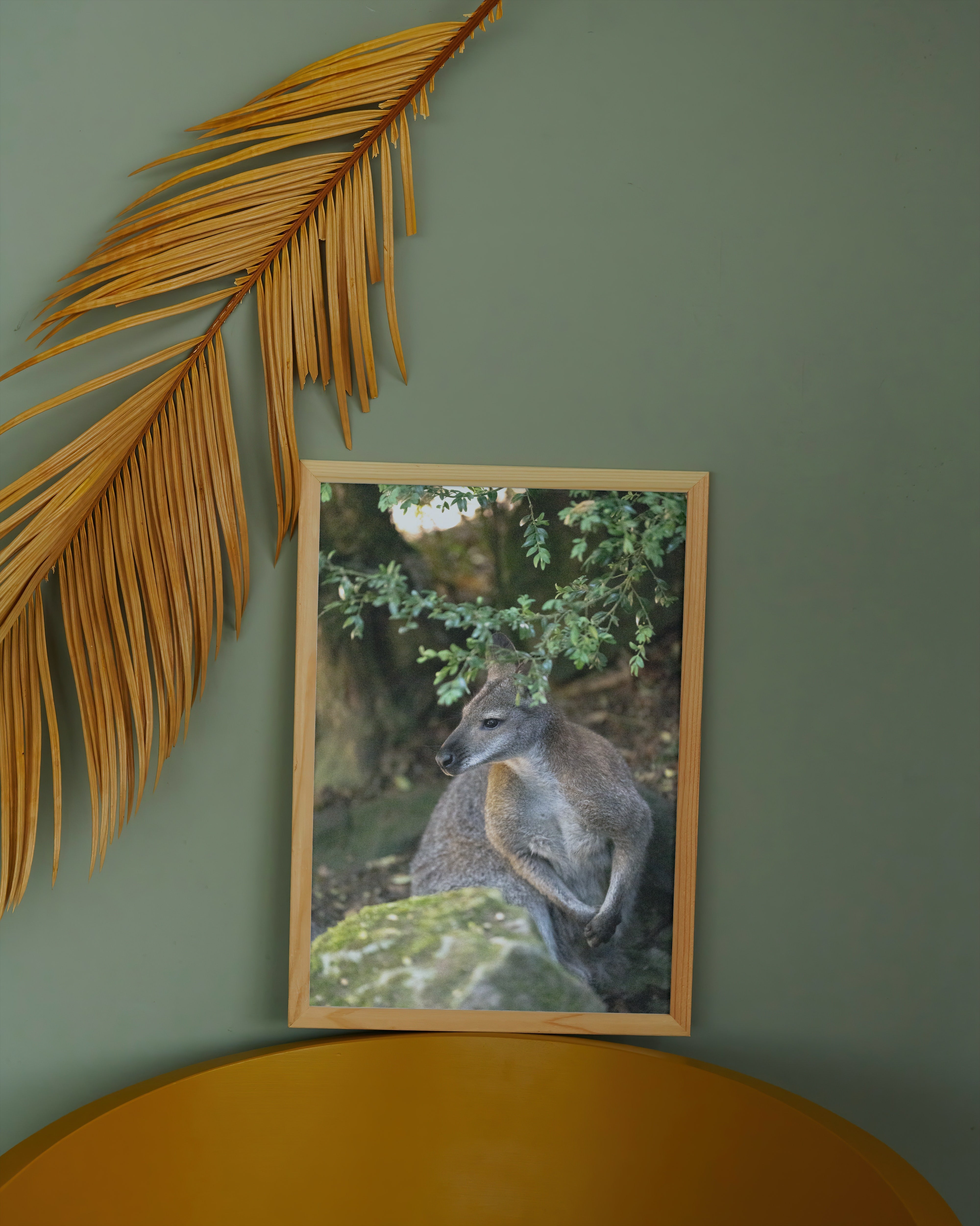 Poster mural - Wallaby de Bennett N02 – Photographie animal – Poster photographie, photographie murale et des posters muraux unique au monde. La boutique de posters créée par Yann Peccard un Photographe français.