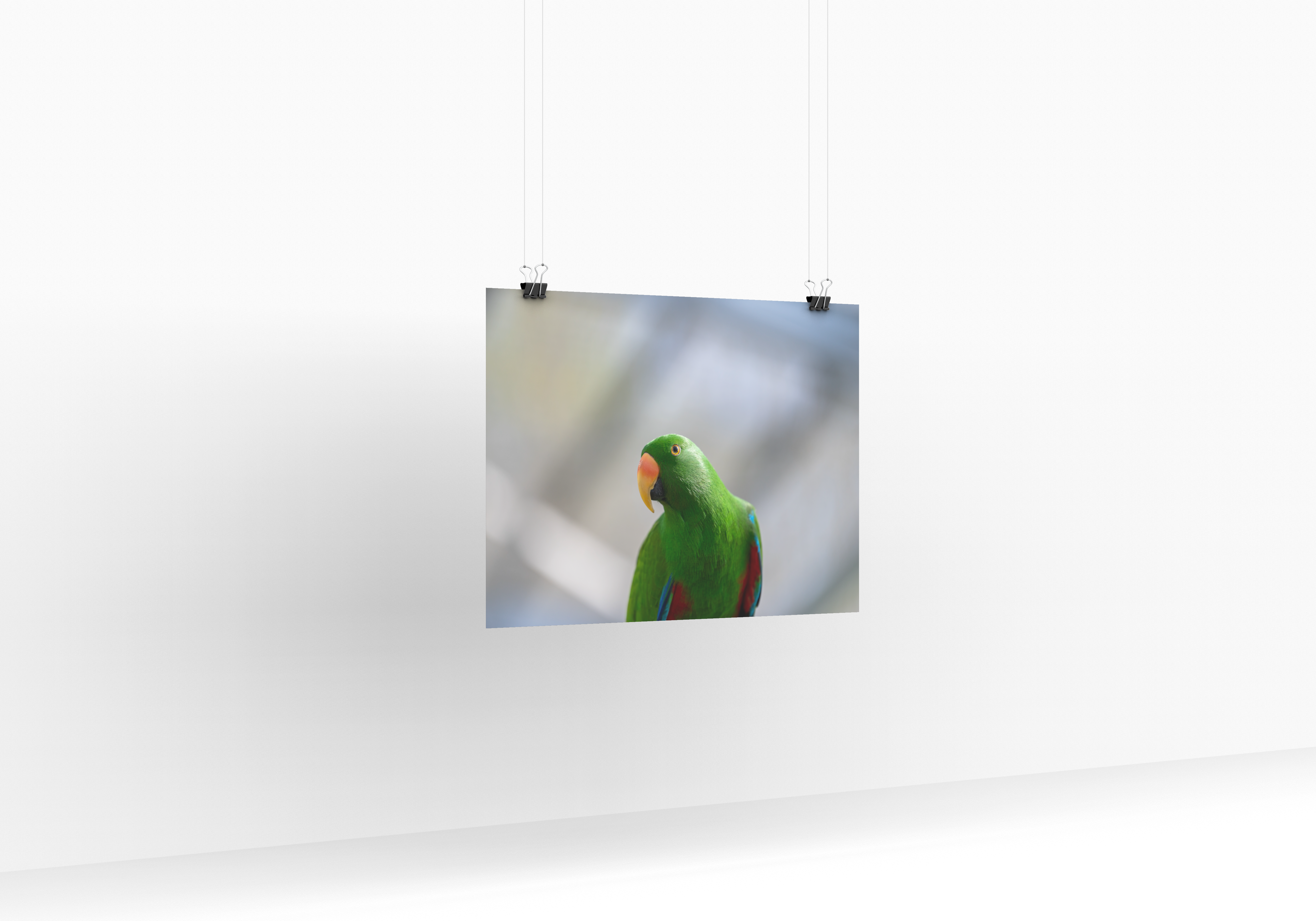 Poster mural - Grand Eclectus N01 – Photographie d'oiseau – Poster photo, poster XXL, Photo d’art, photographie murale et des posters muraux des photographies de rue unique au monde. La boutique de posters créée par un Photographe français.